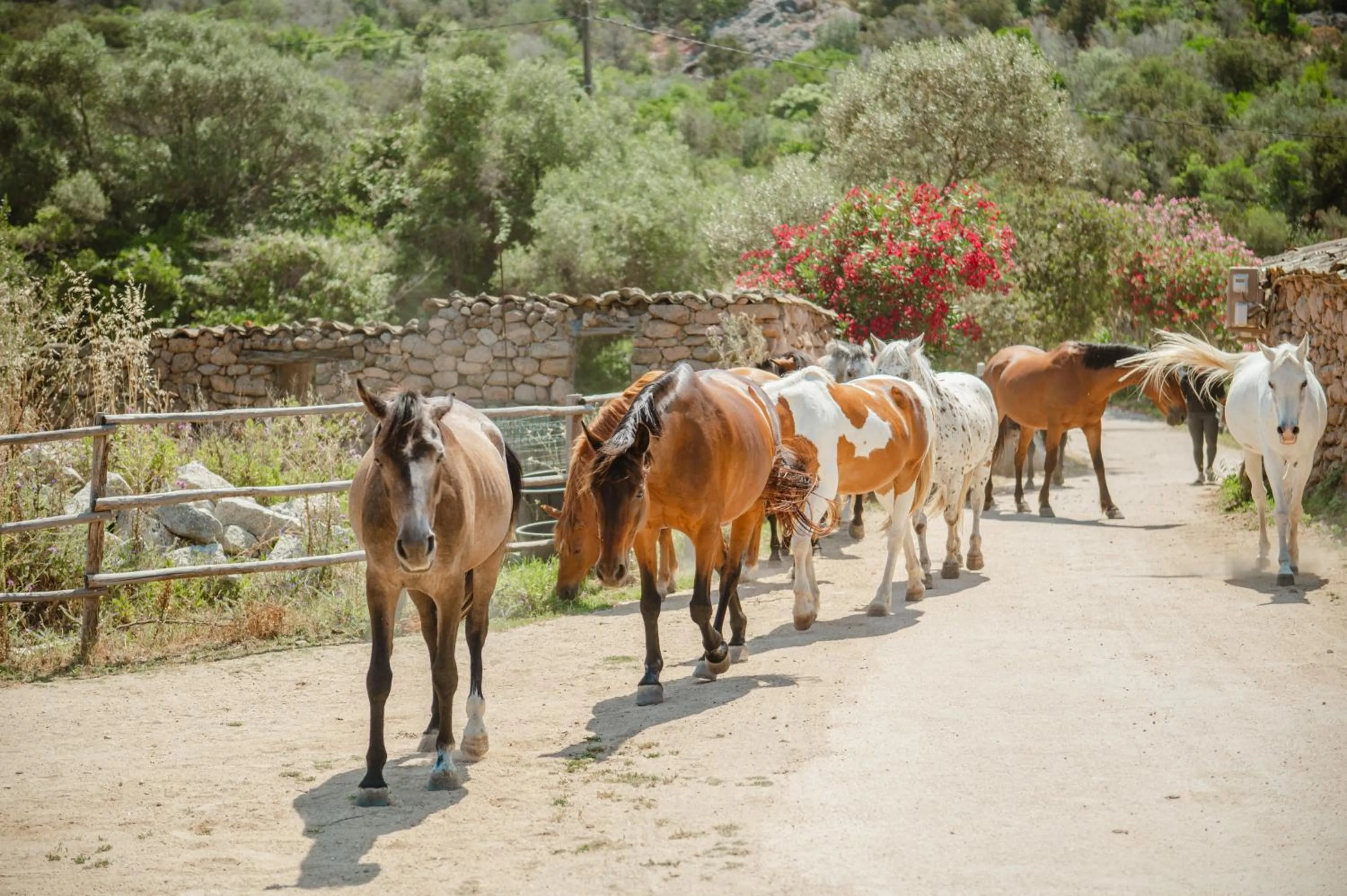 Horse-riding in Ranch Campo Palombaggia