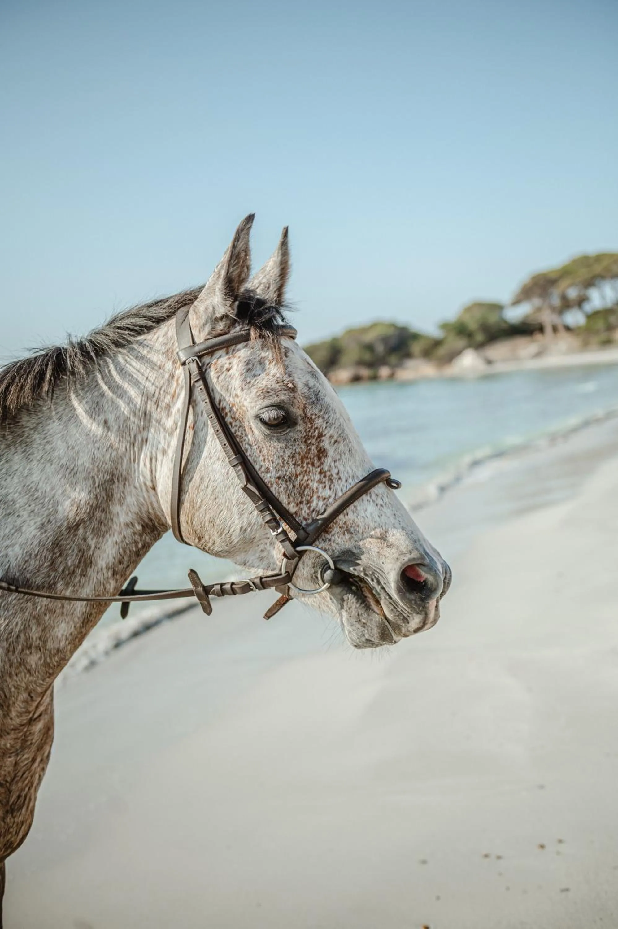 Horse-riding in Ranch Campo Palombaggia