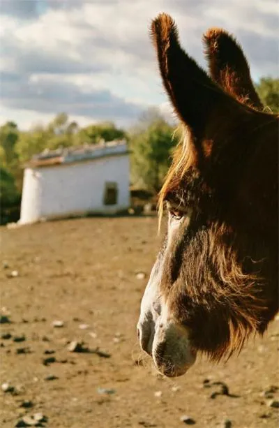 Animals in Casas Campo Cimo da Quinta