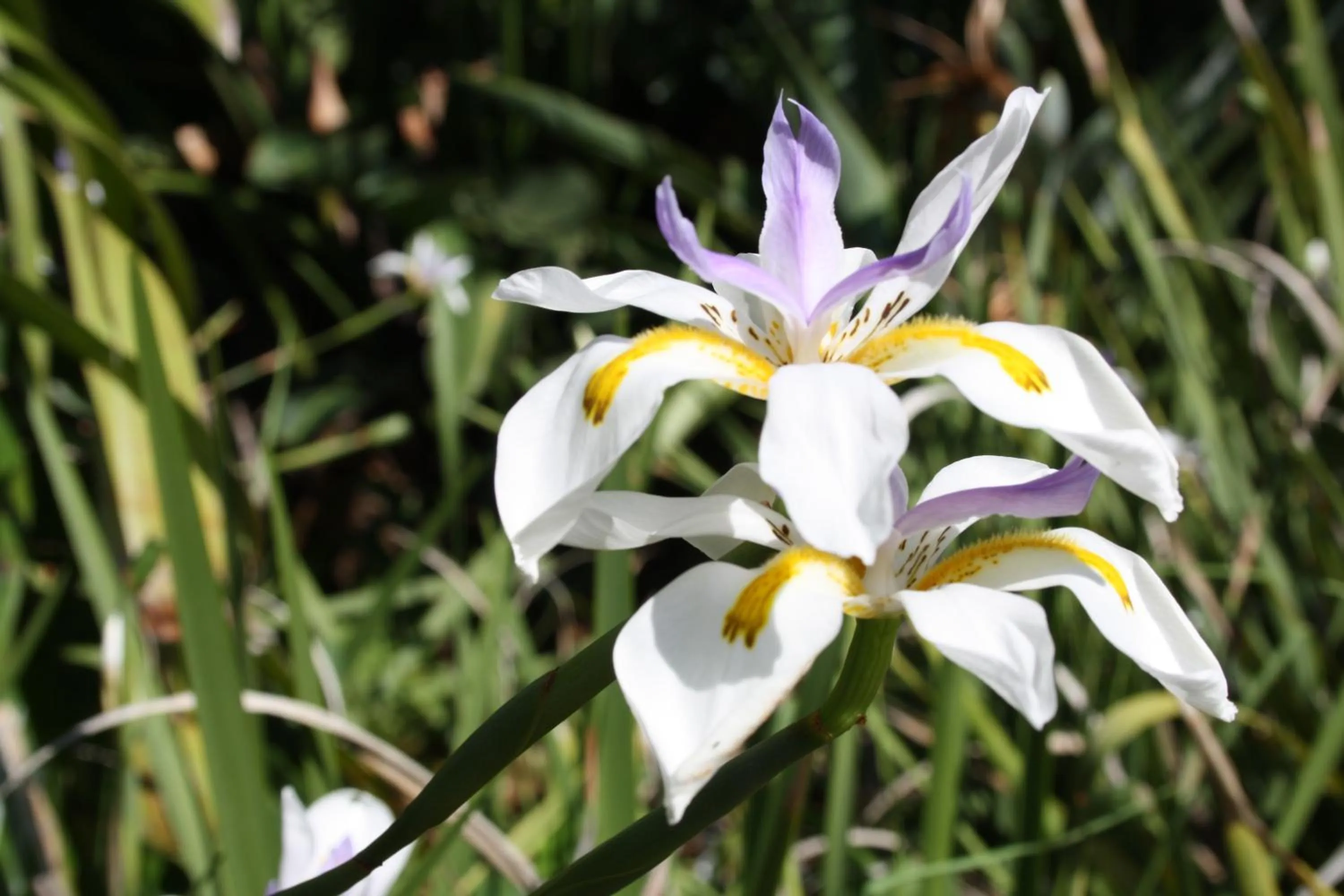 Garden in Morgen Guesthouse Somerset West