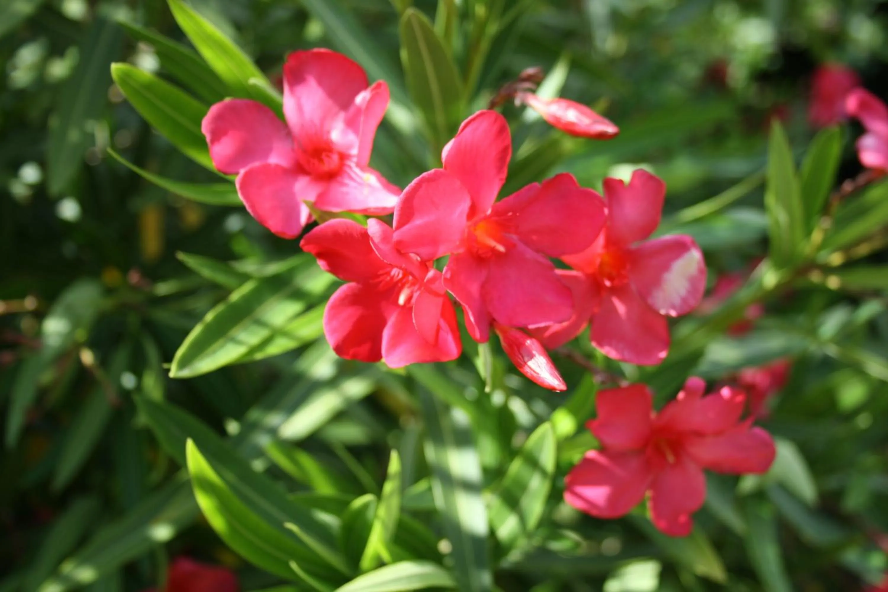 Garden in Morgen Guesthouse Somerset West