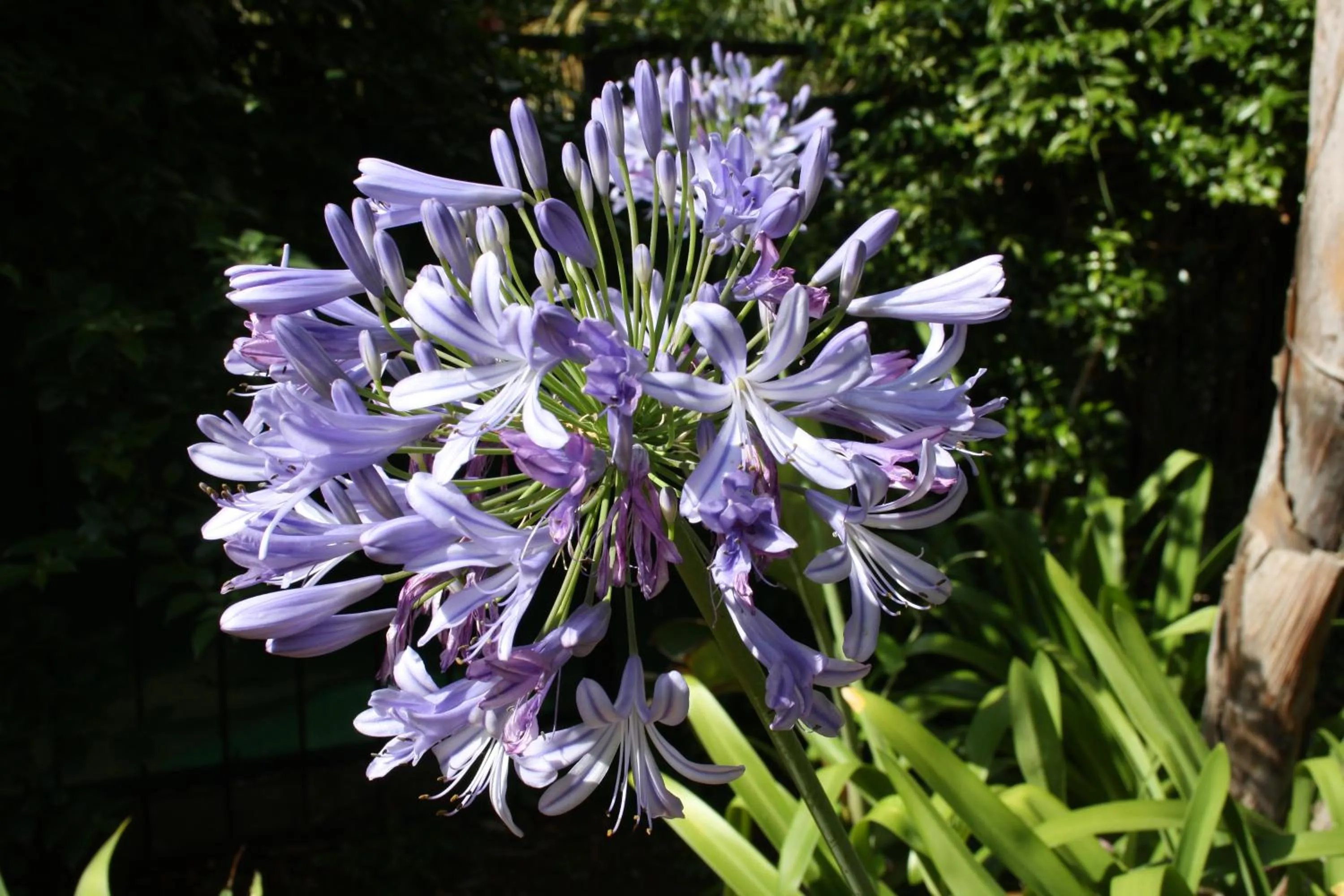 Garden in Morgen Guesthouse Somerset West
