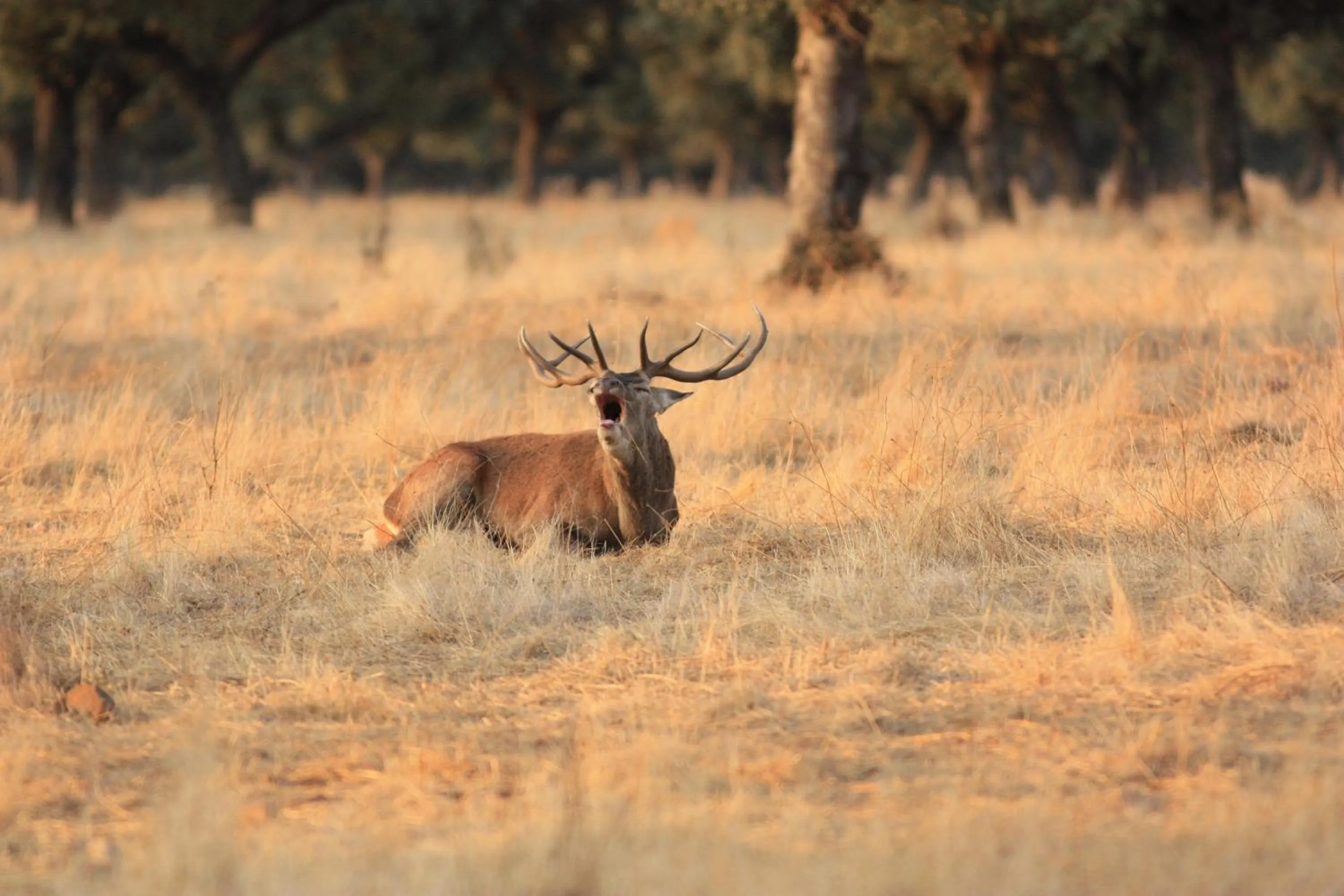Nearby landmark in Hotel Carvajal