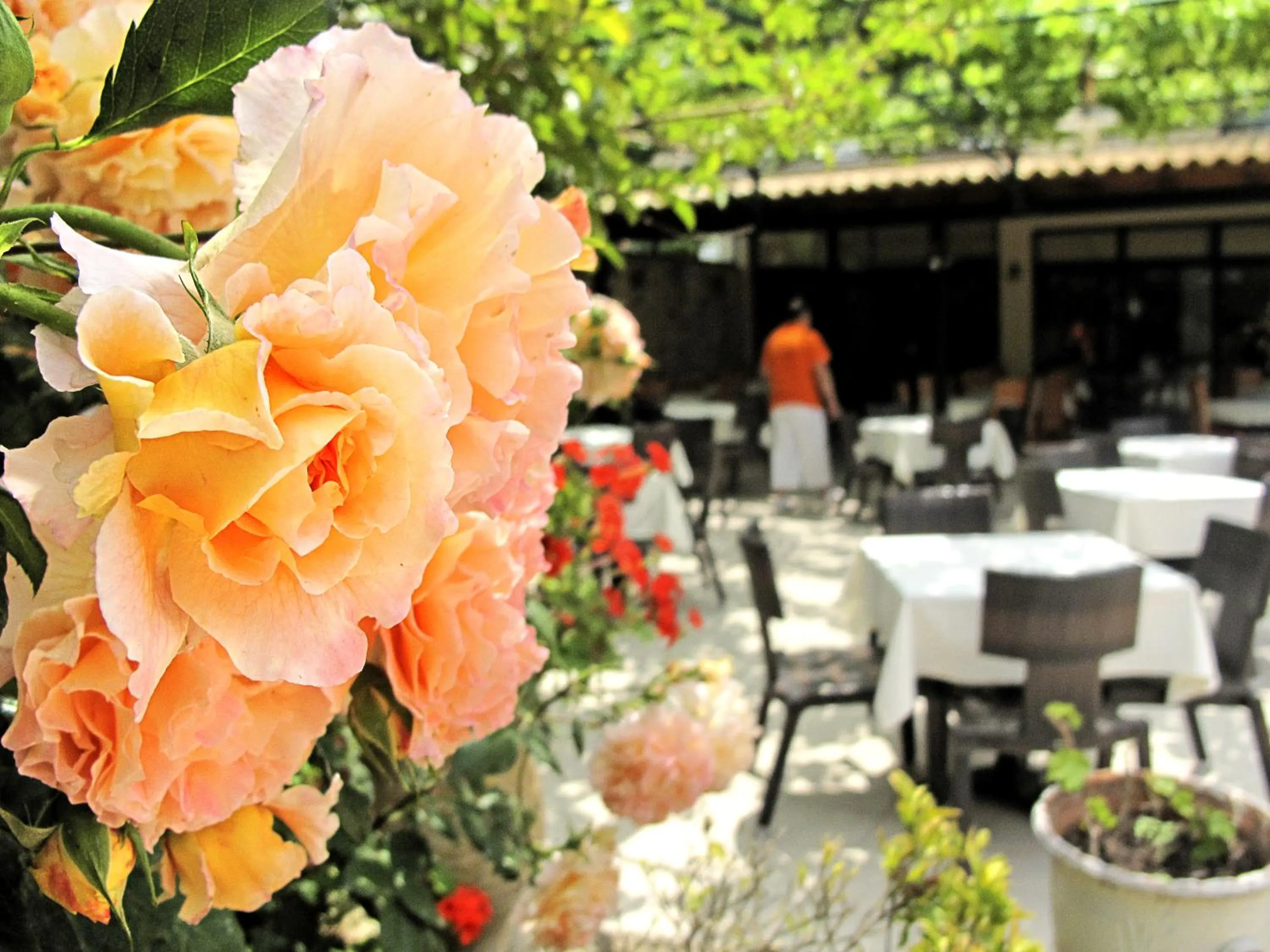 Restaurant/places to eat in Lesse Hotel