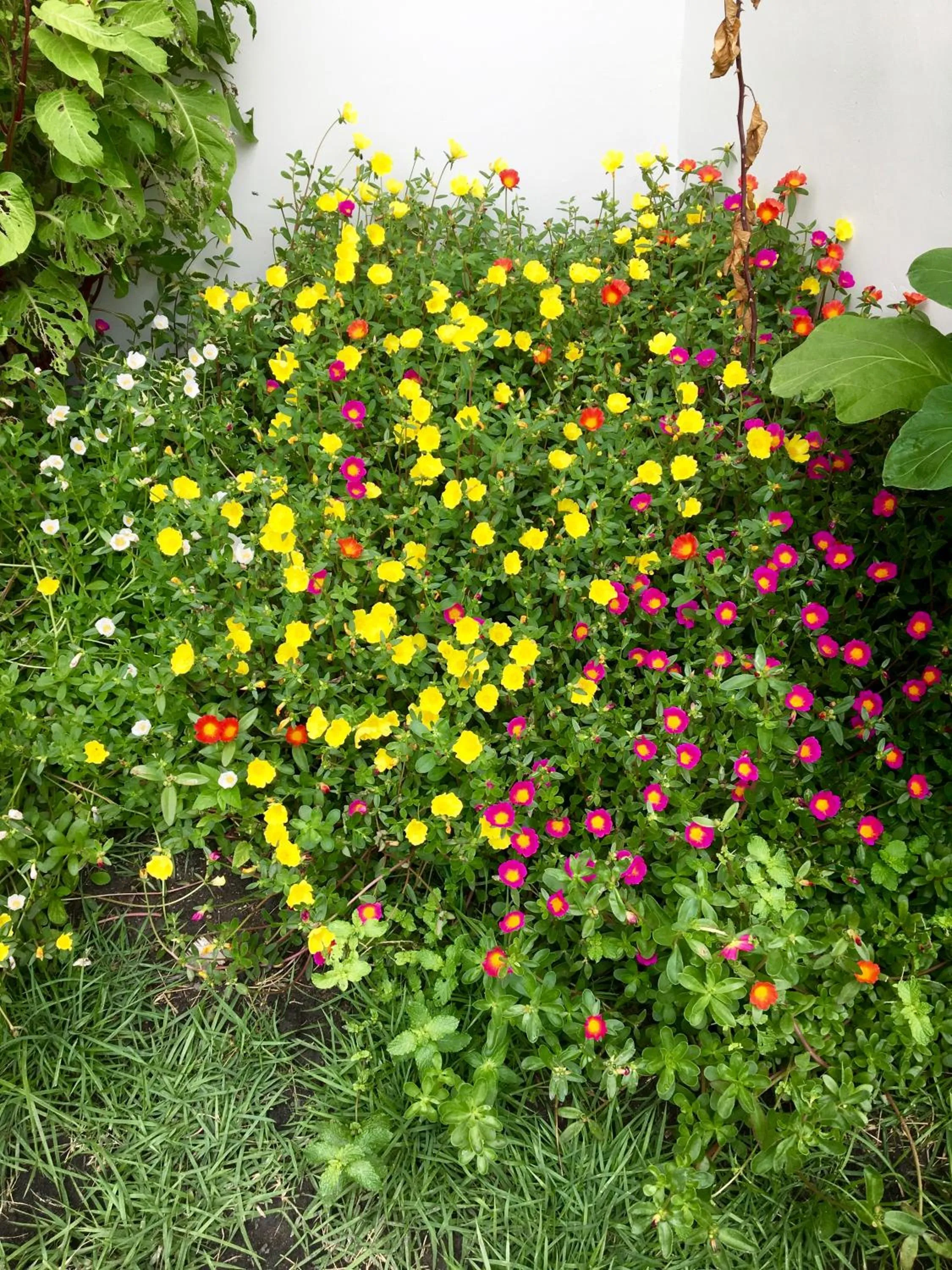 Garden in Pousada do Gunga