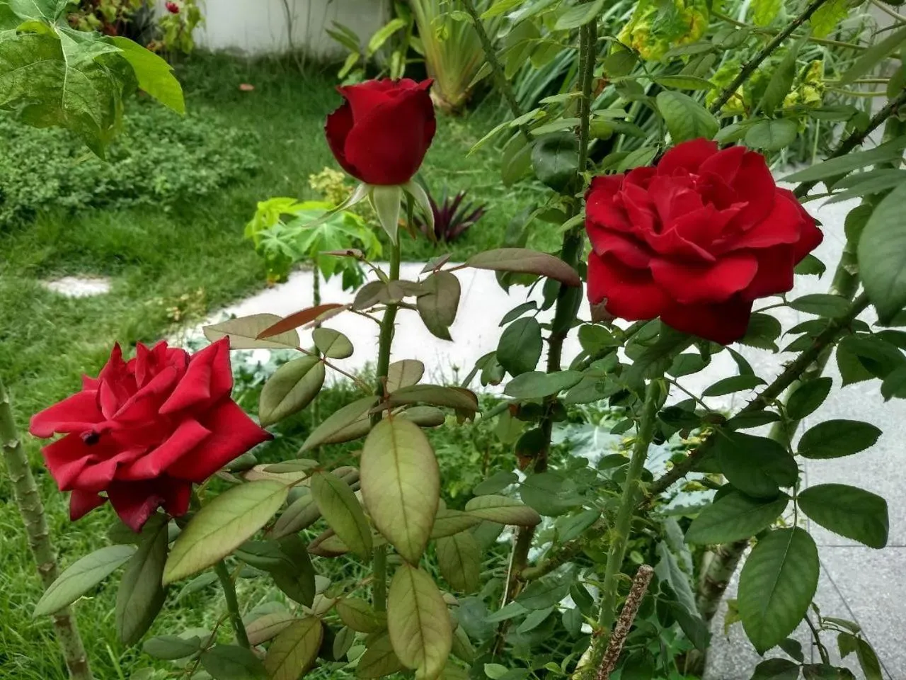 Garden in Pousada do Gunga