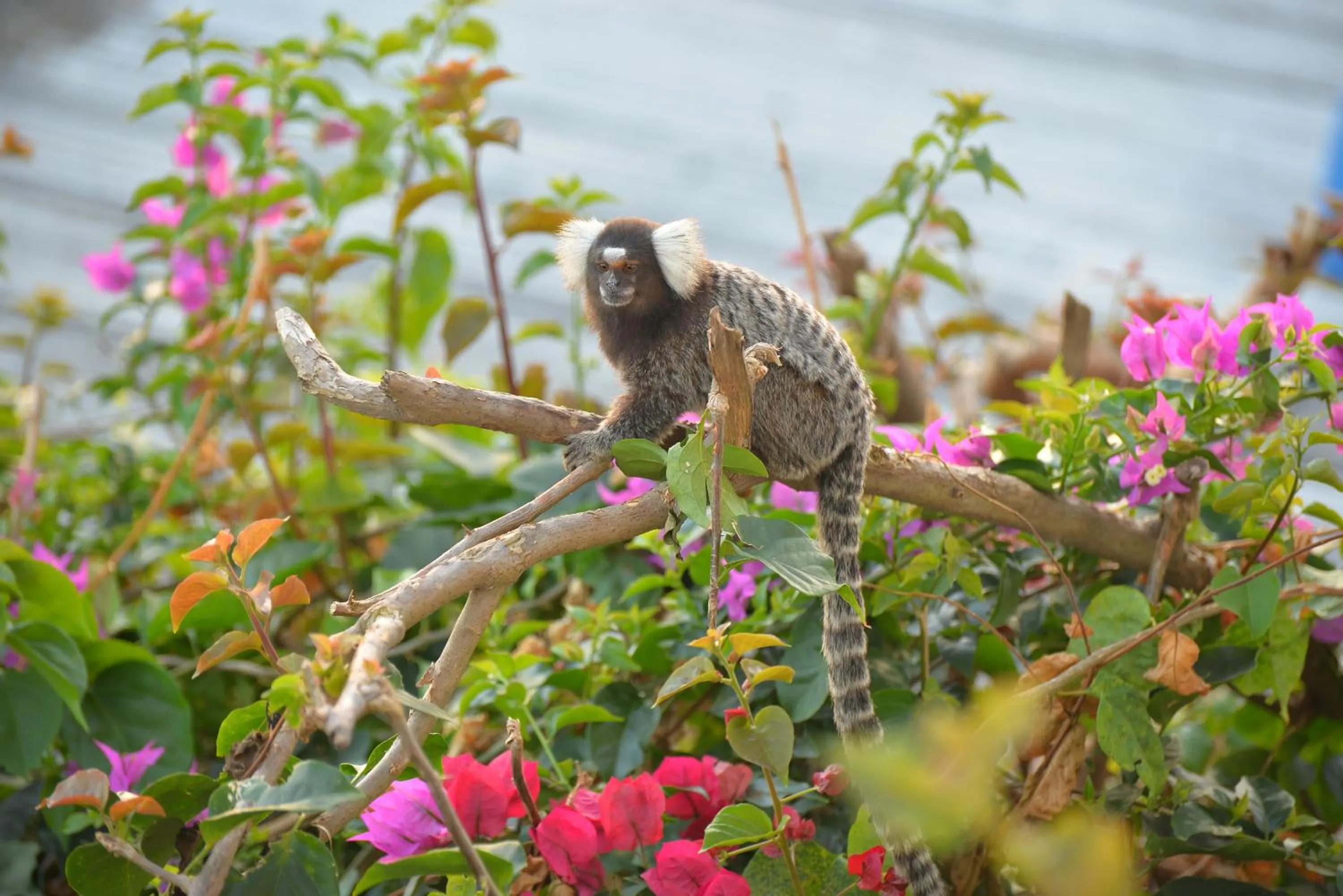 Pets in Pousada do Gunga