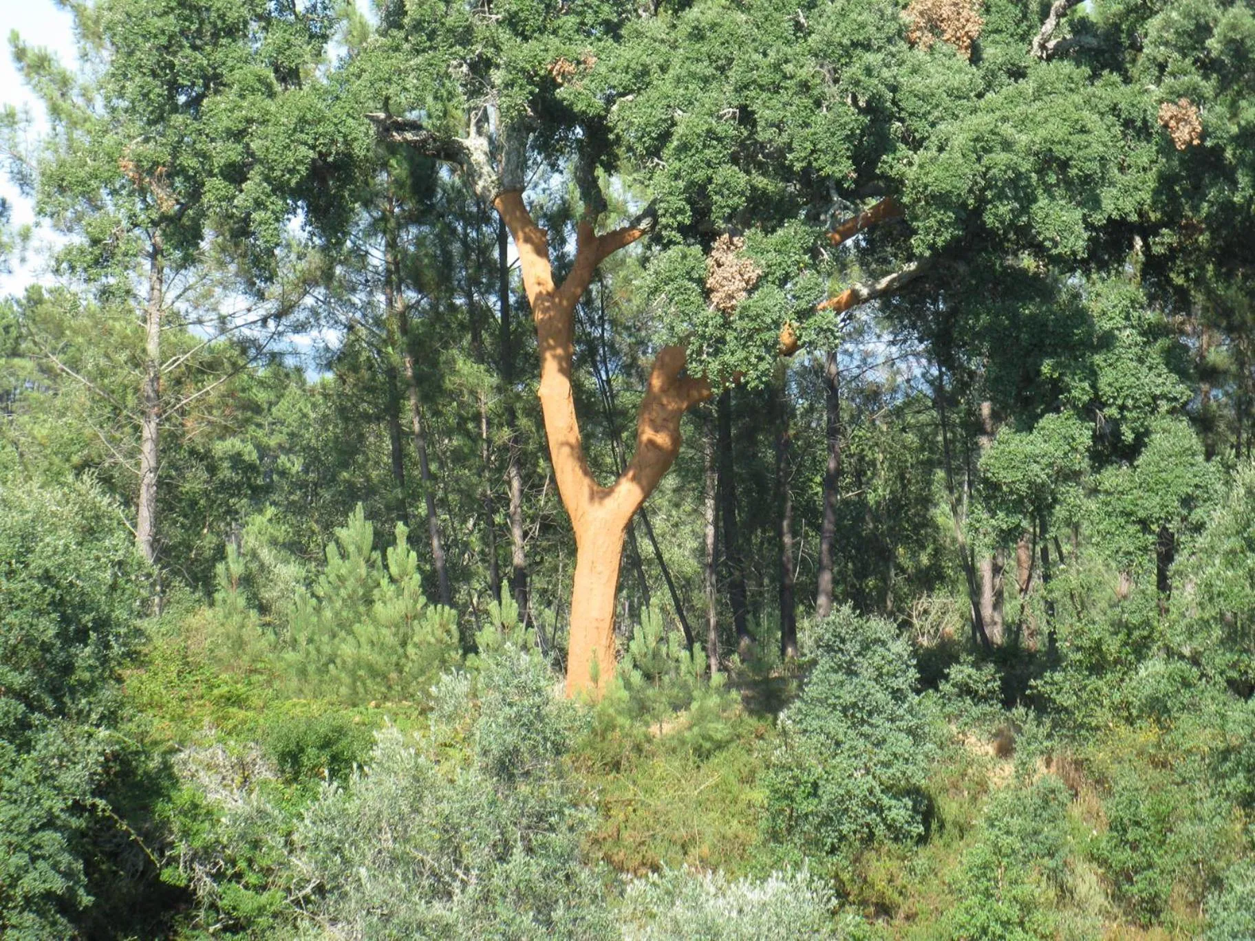 Garden view in Quinta Quatro Ventos
