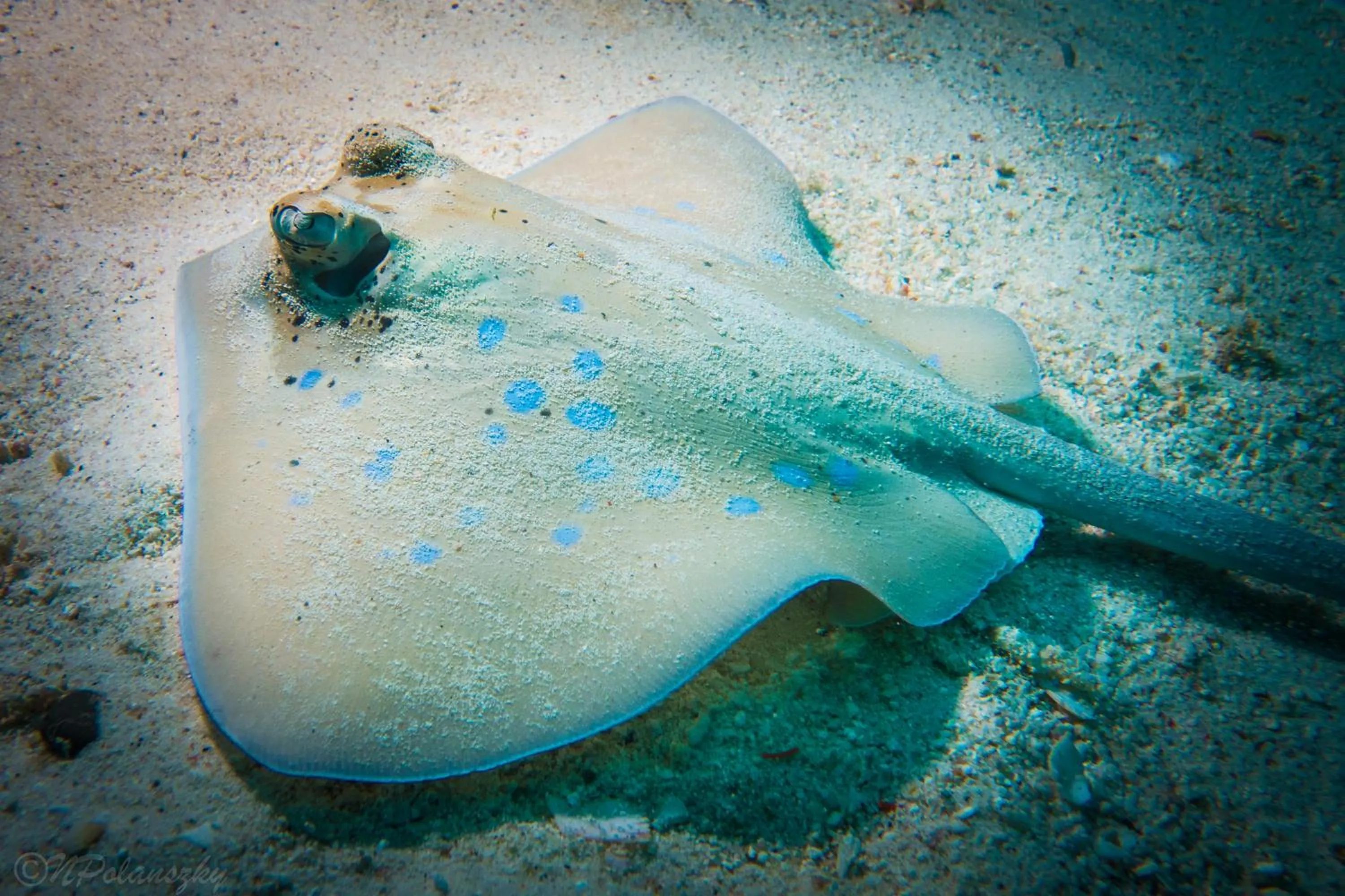 Diving in Forra Dive Resort Sunrise