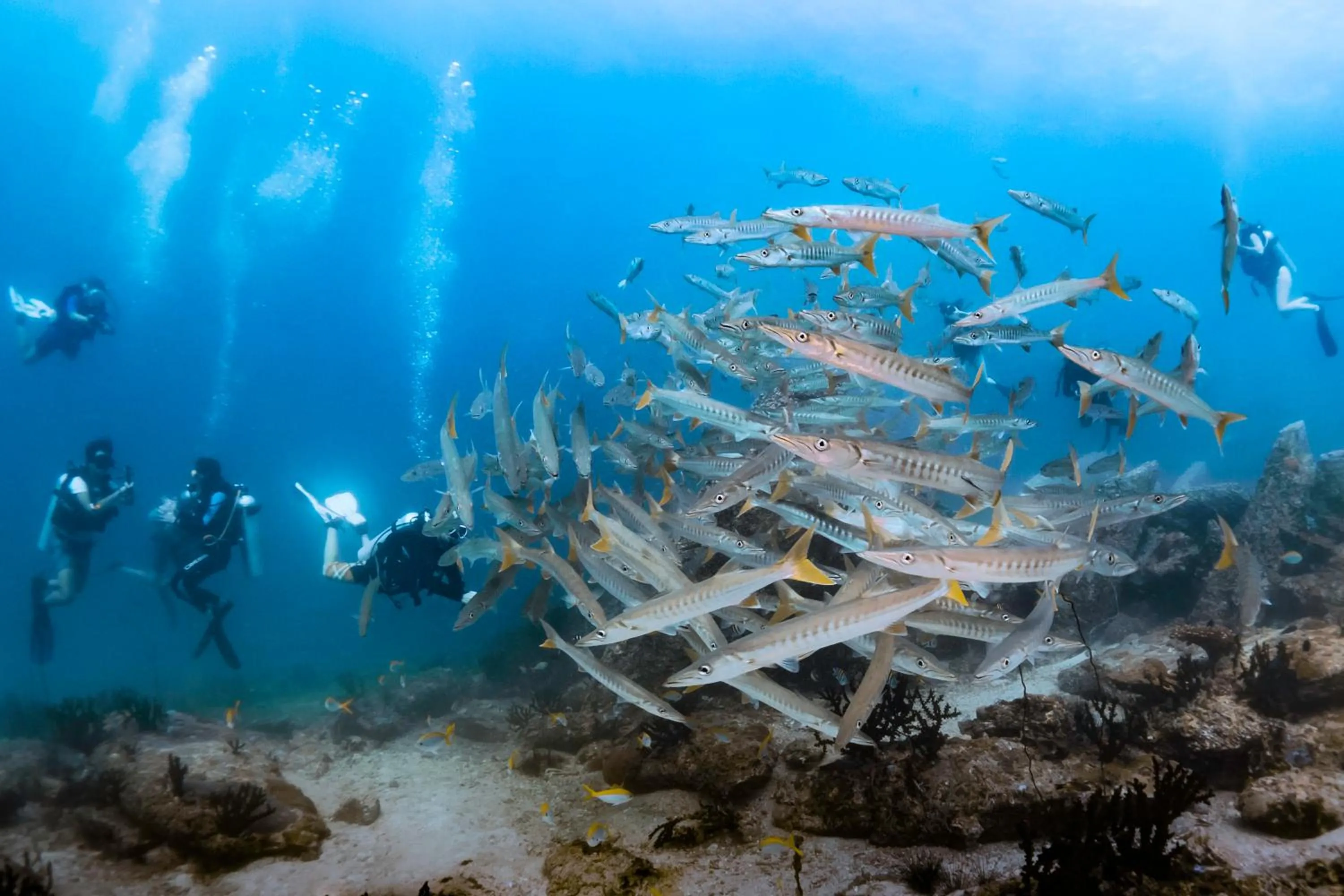 Diving in Forra Dive Resort Sunrise