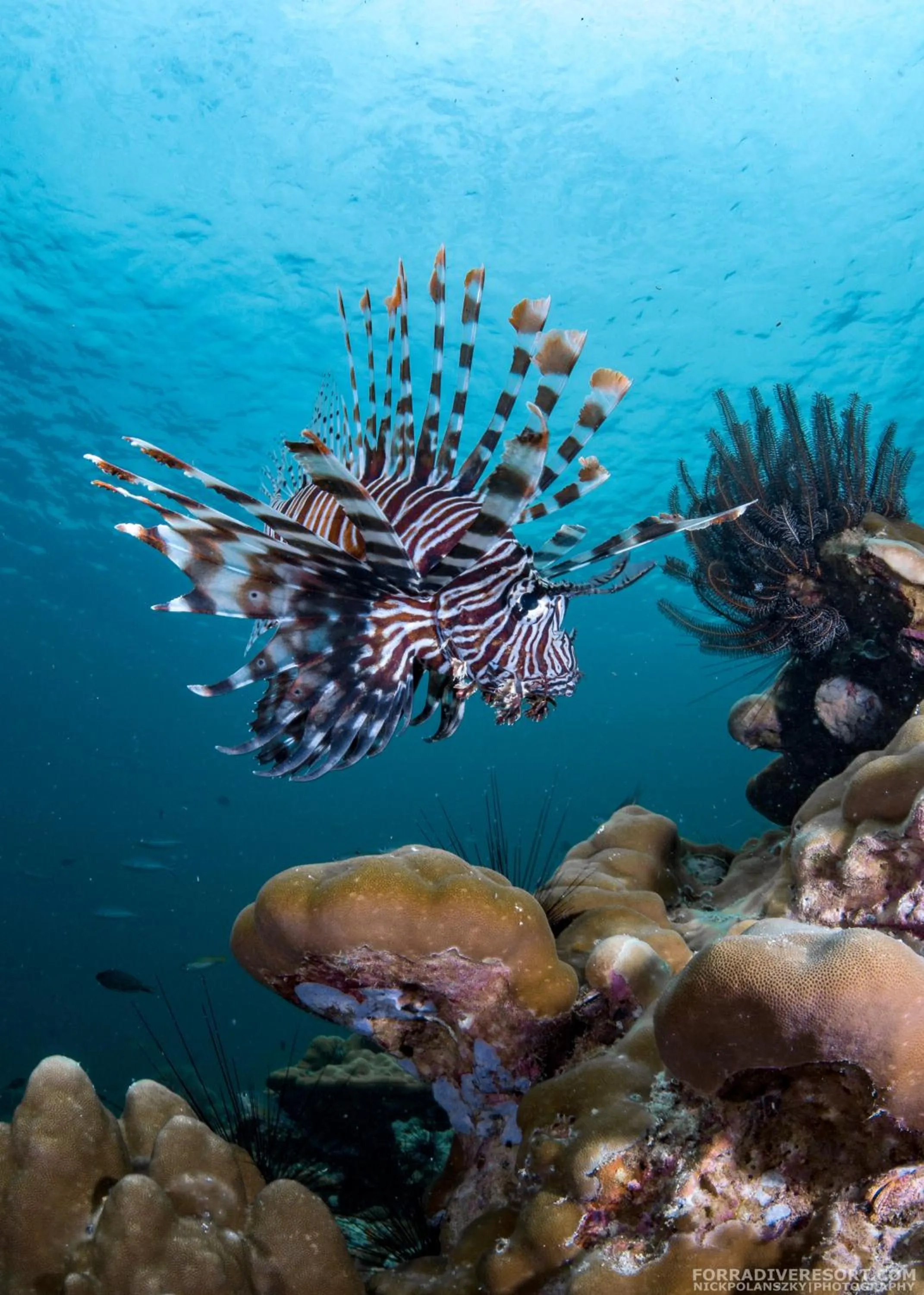 Diving in Forra Dive Resort Sunrise