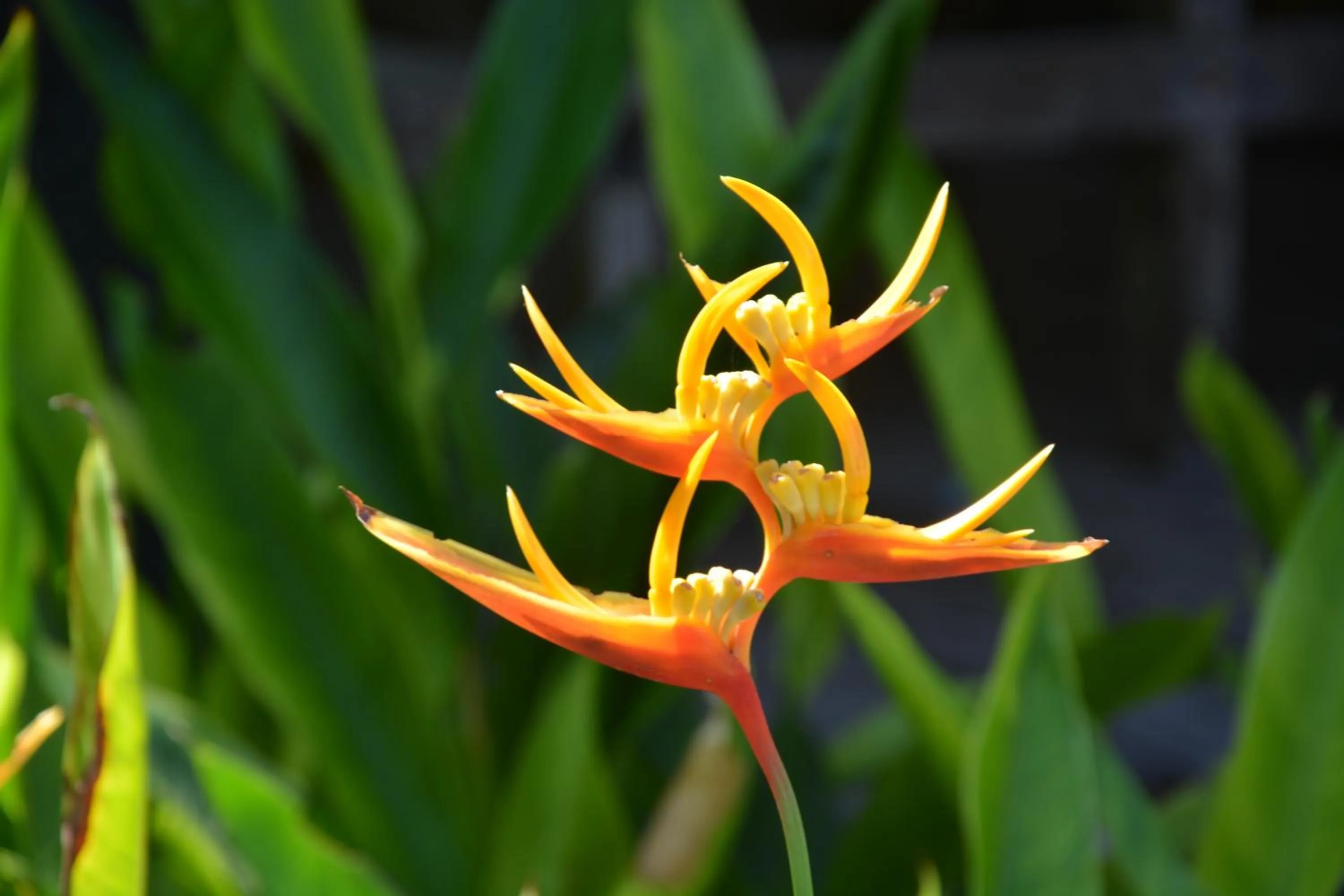 Garden in Forra Dive Resort Sunrise
