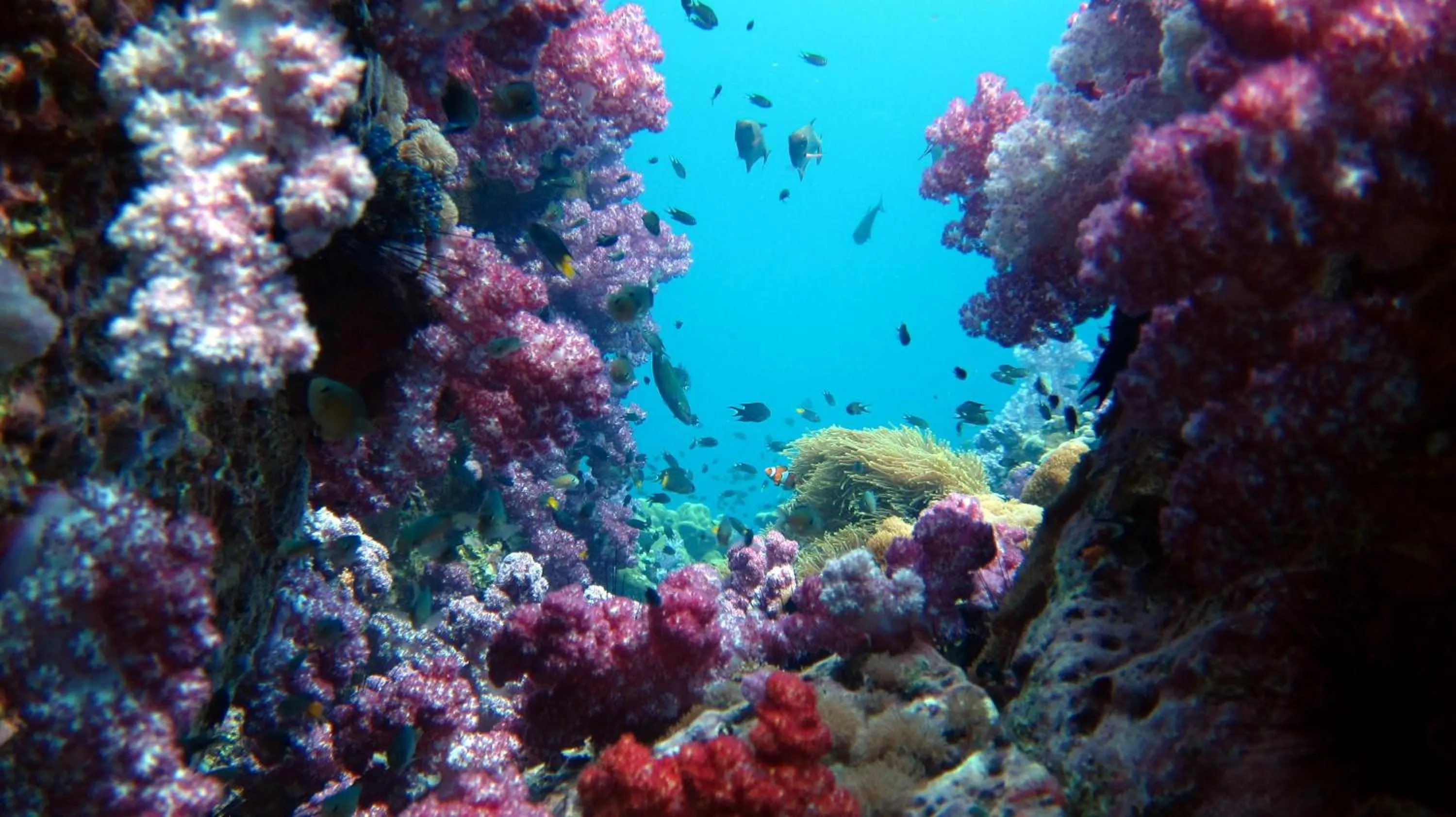 Diving in Forra Dive Resort Sunrise