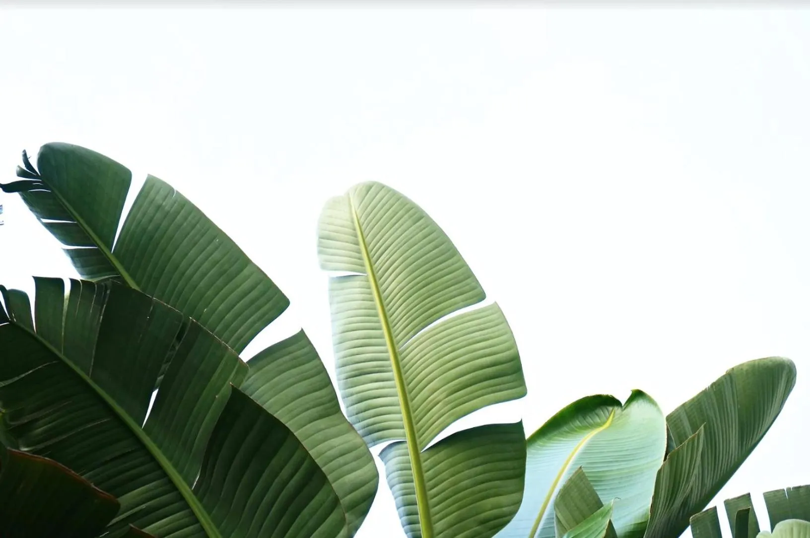 Garden in The Baxley Bondi