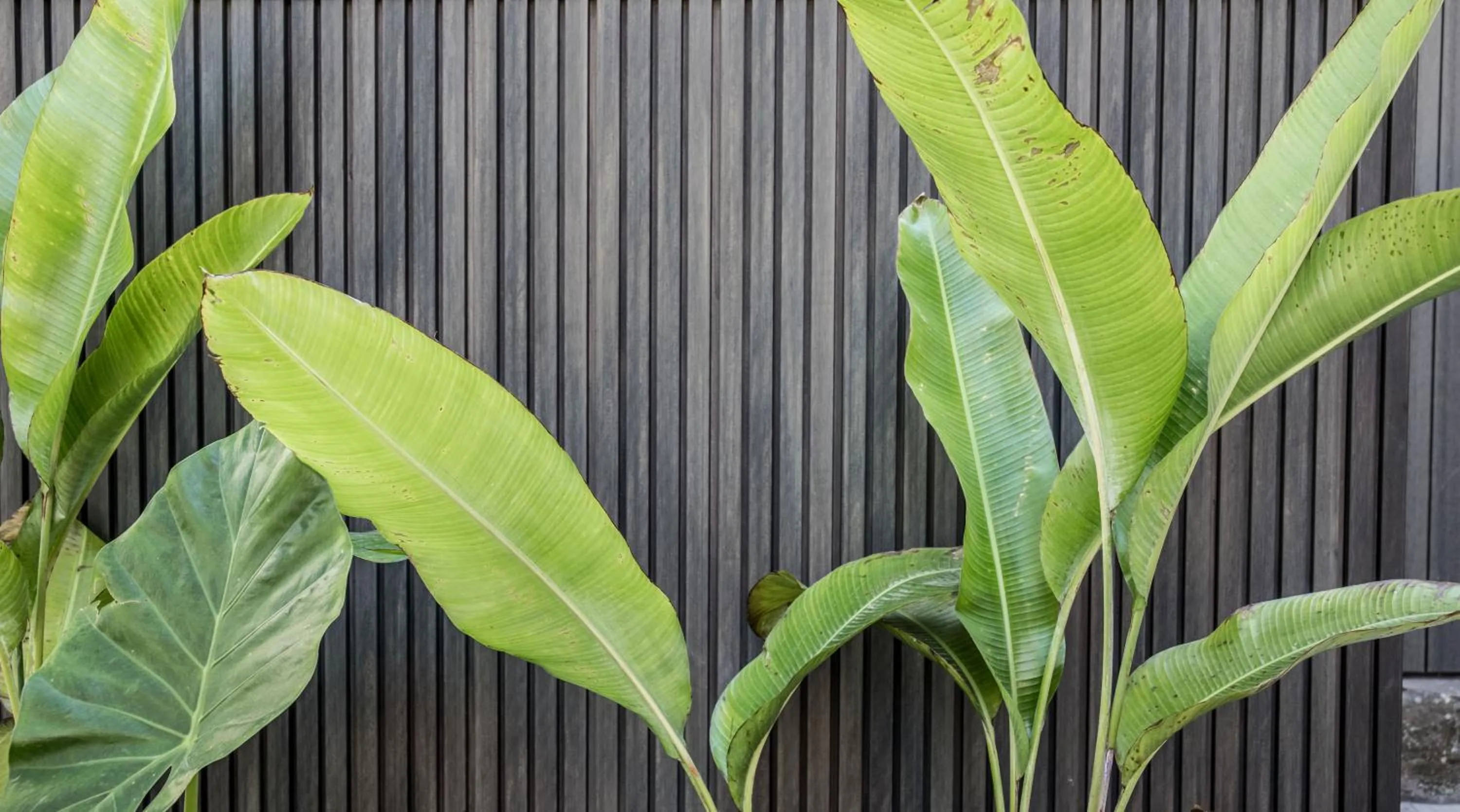 Garden in The Baxley Bondi