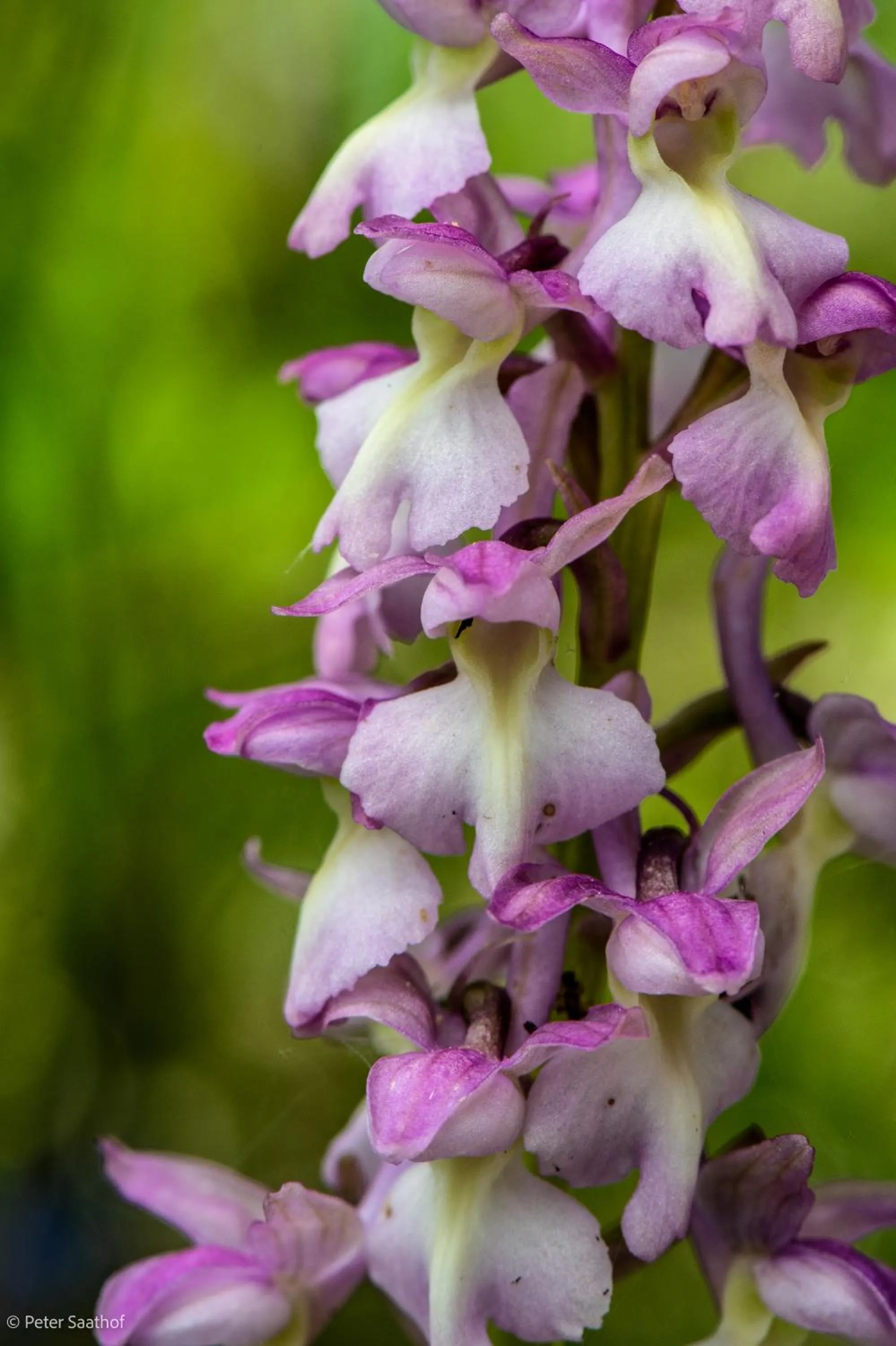 Summer in Le Sareymond