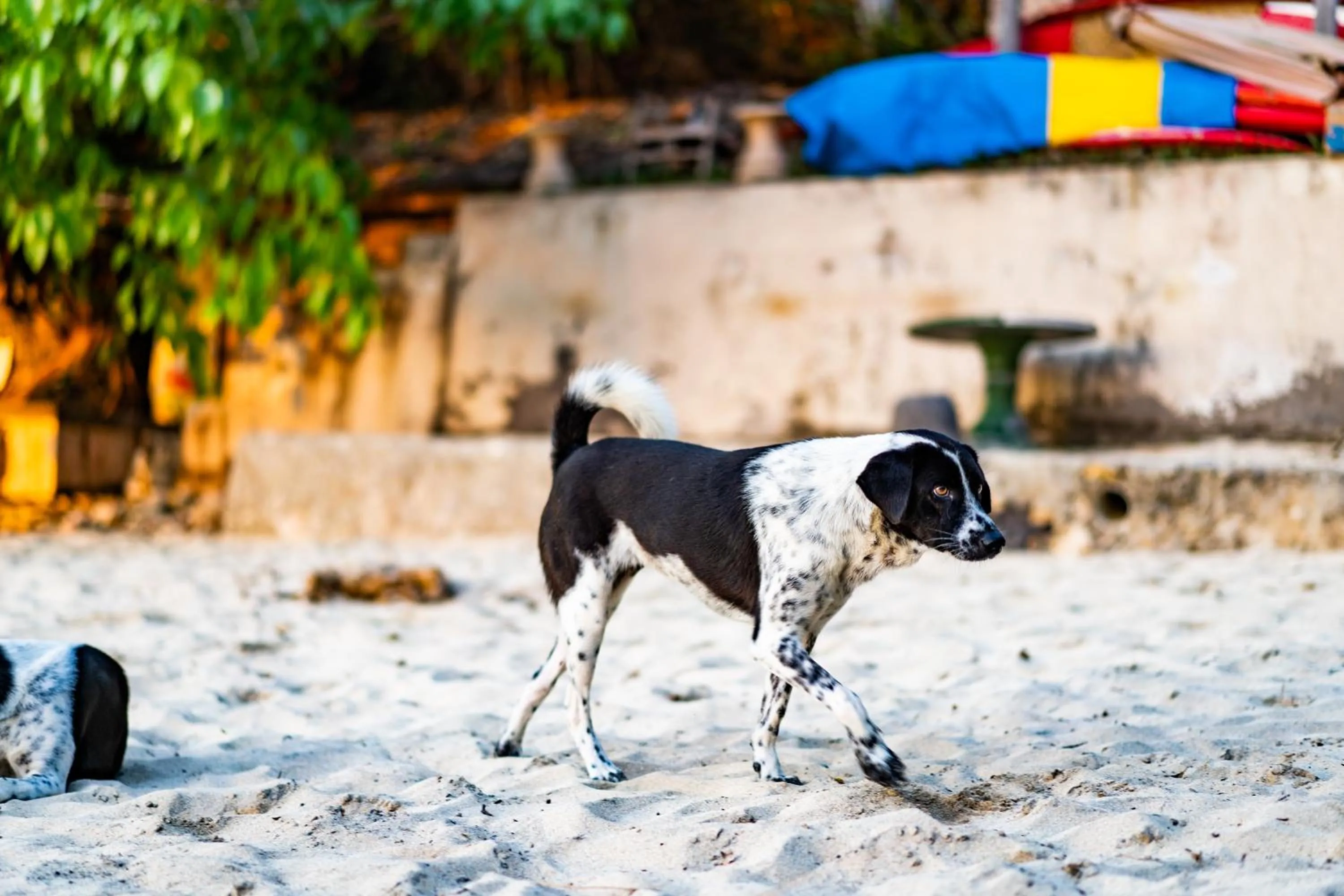 Pets in Song Lambung Beach Huts