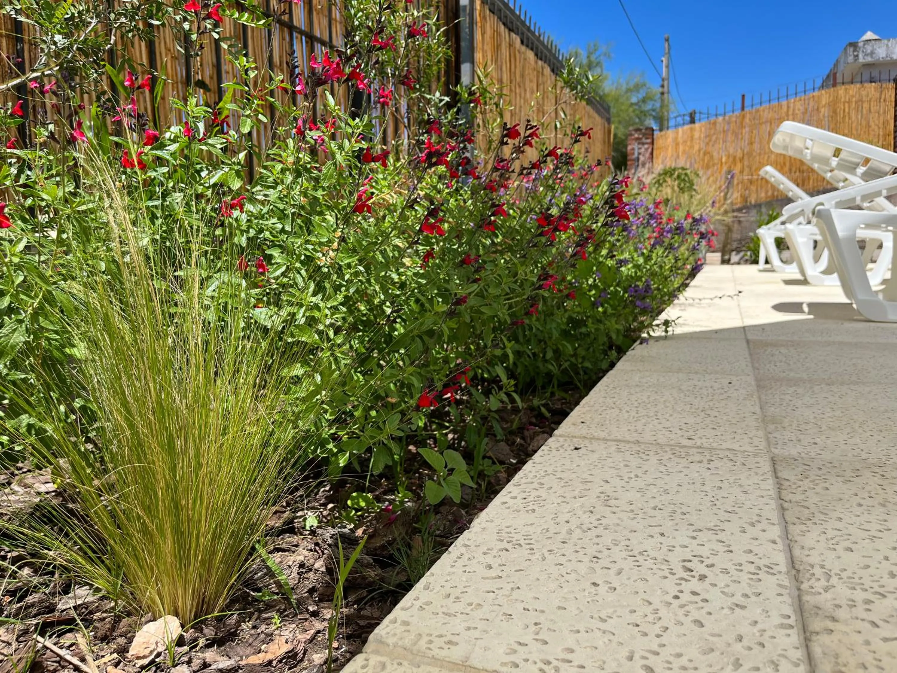 Garden in Hotel Tamariz