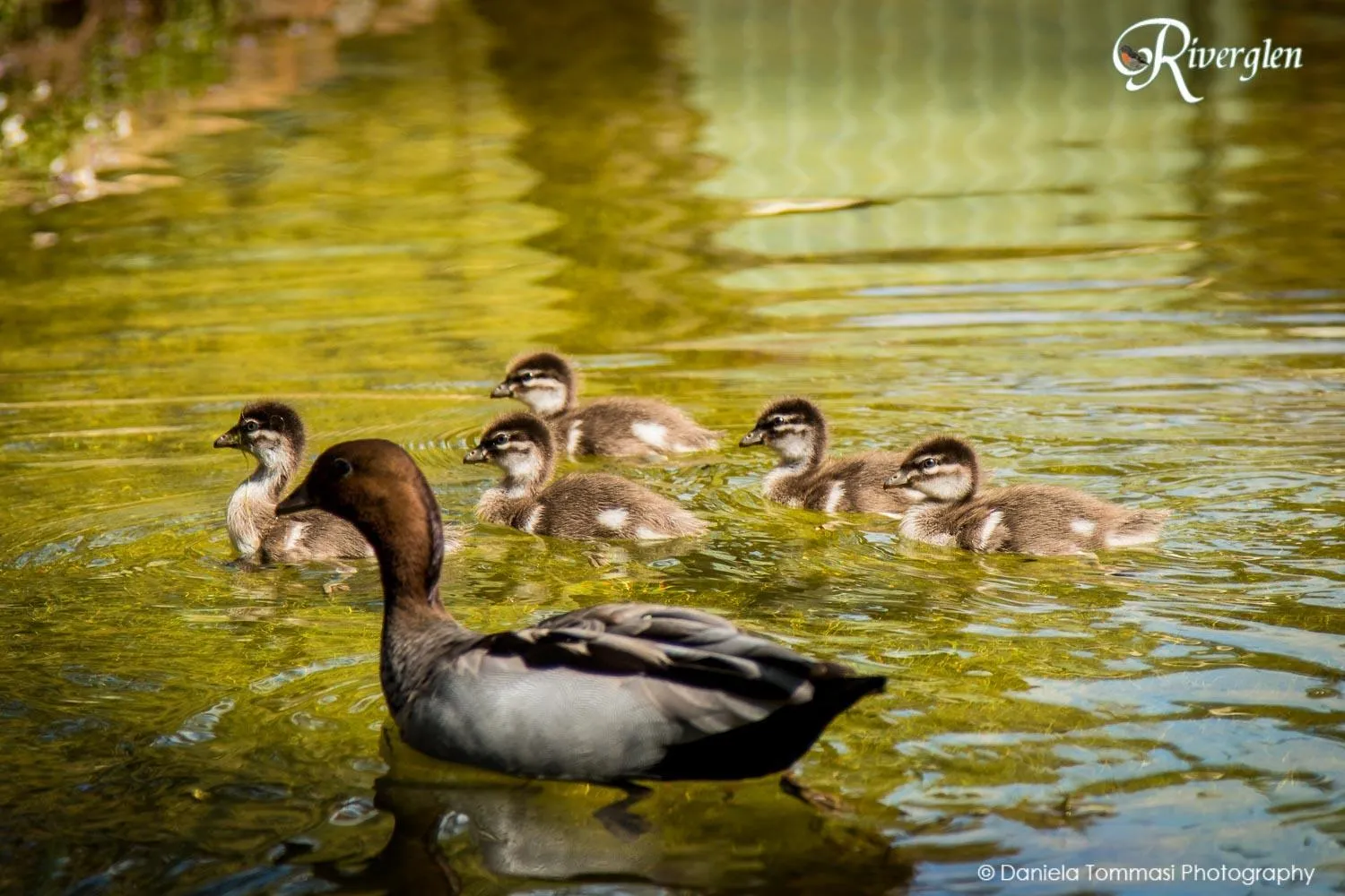 Garden in Riverglen Chalets