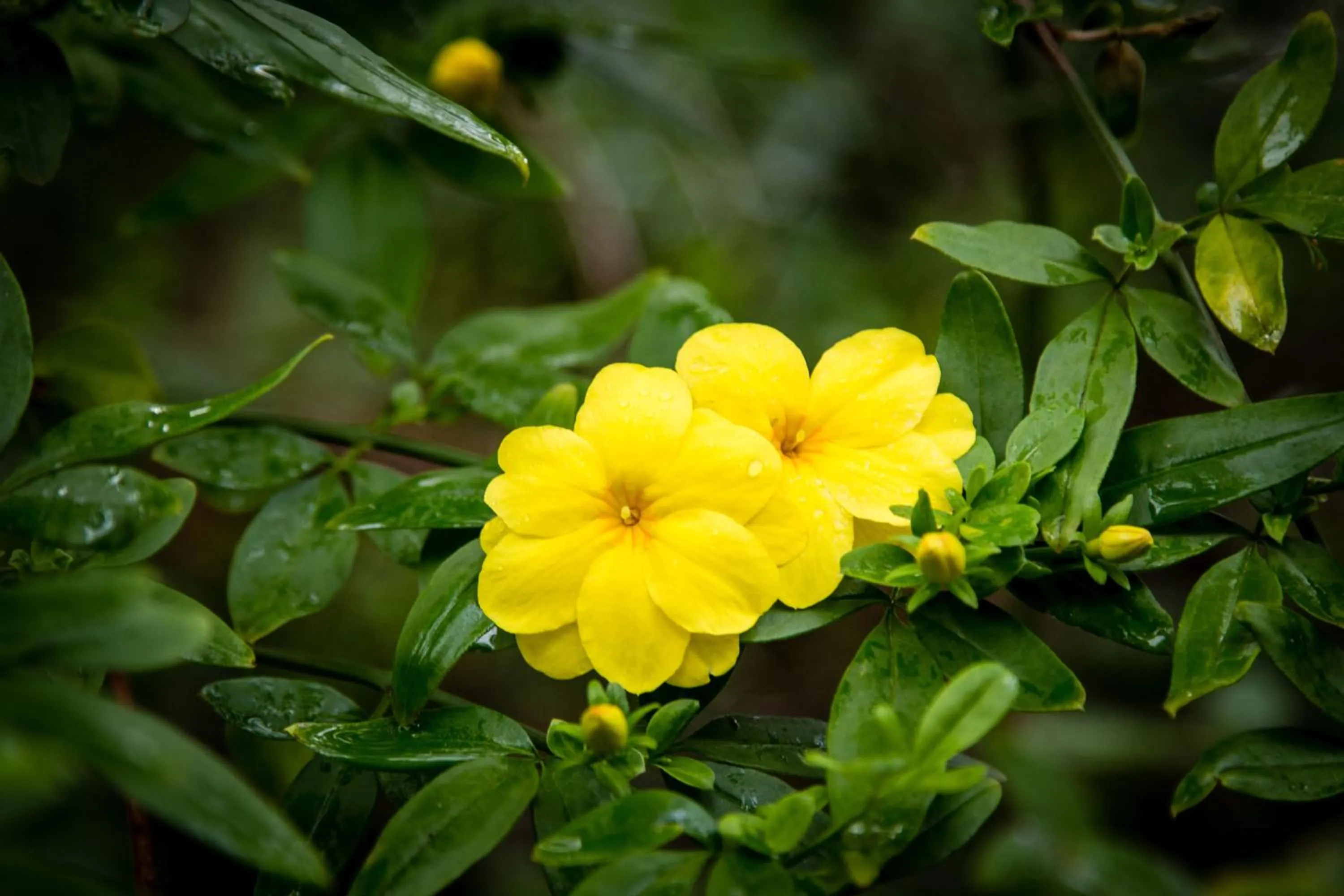 Spring in Riverglen Chalets