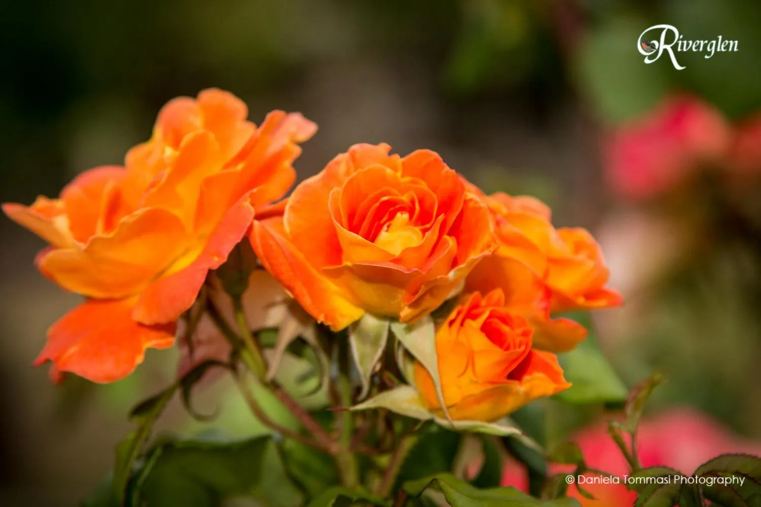 Garden in Riverglen Chalets