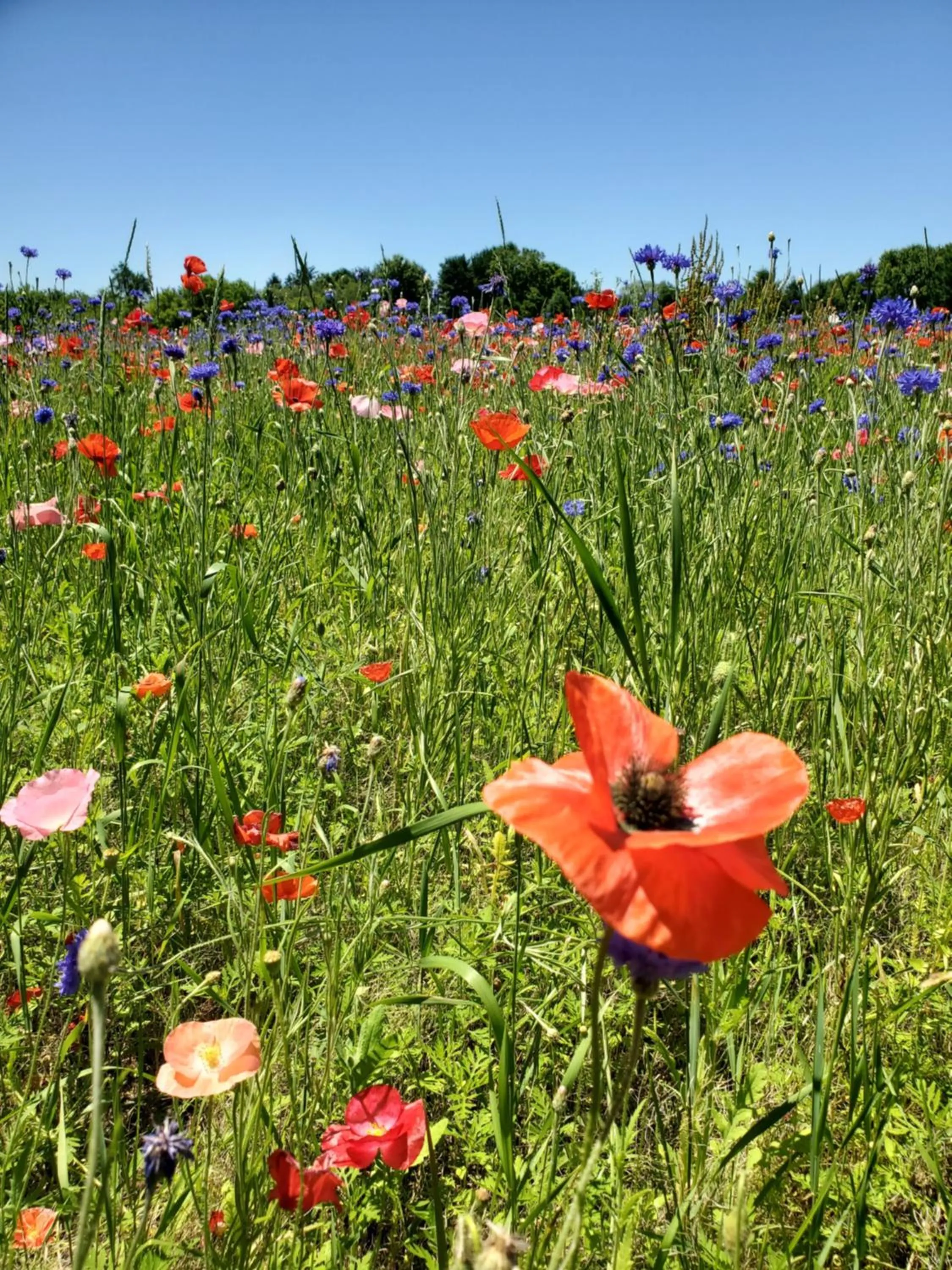 Activities in Twin Oaks Inn