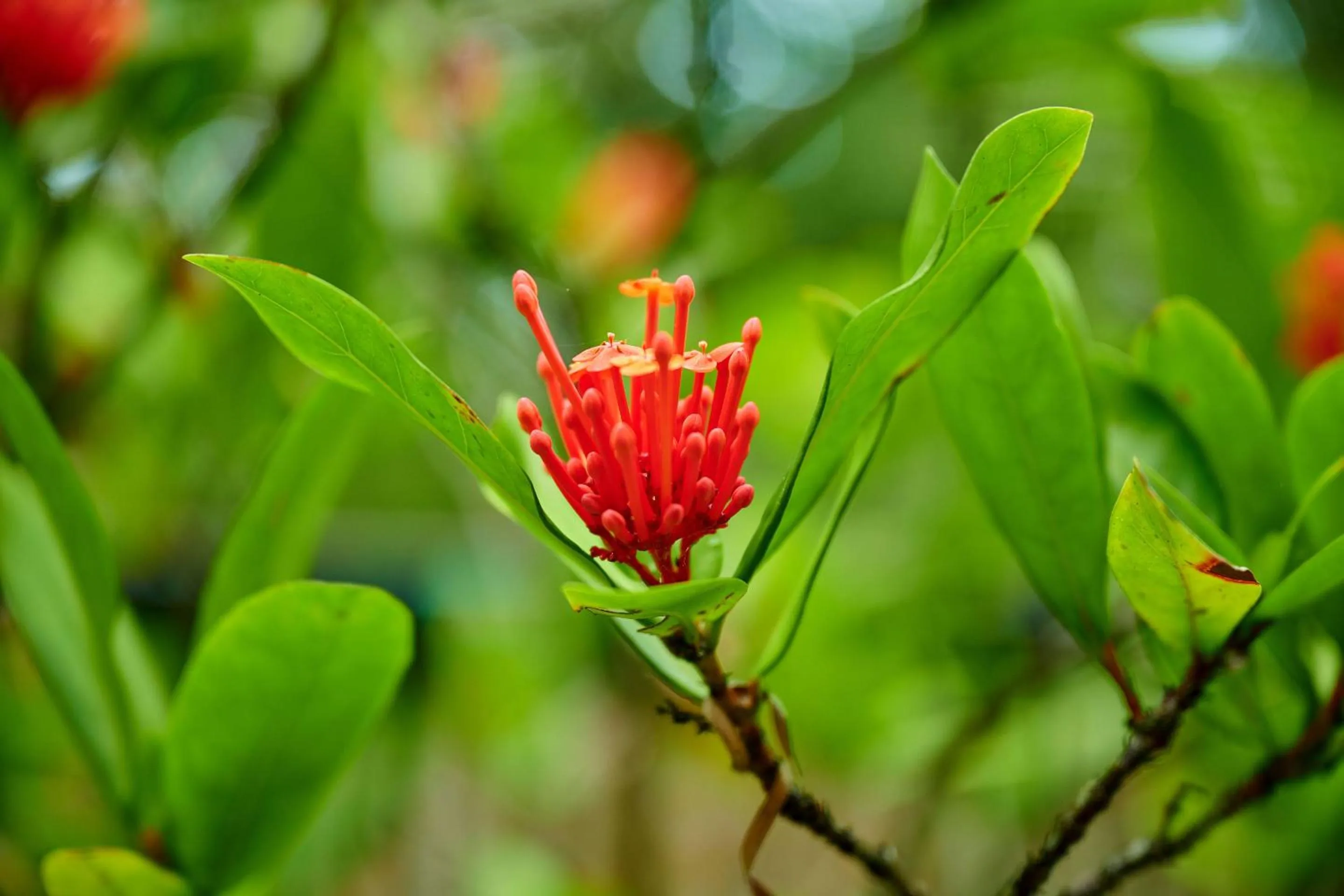 Garden in Julians Apartments
