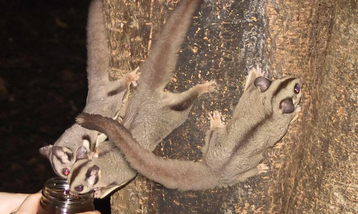 Evening entertainment in Chambers Wildlife Rainforest Lodges