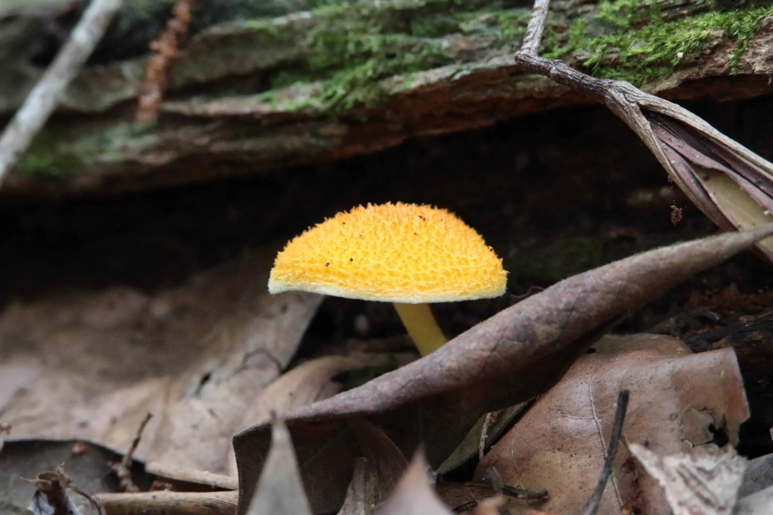 Natural landscape in Chambers Wildlife Rainforest Lodges