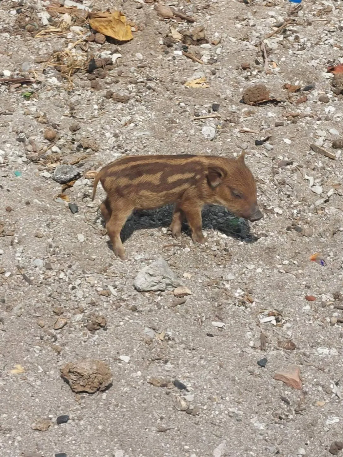 Bonny Hotel 4 Floors No Elevator