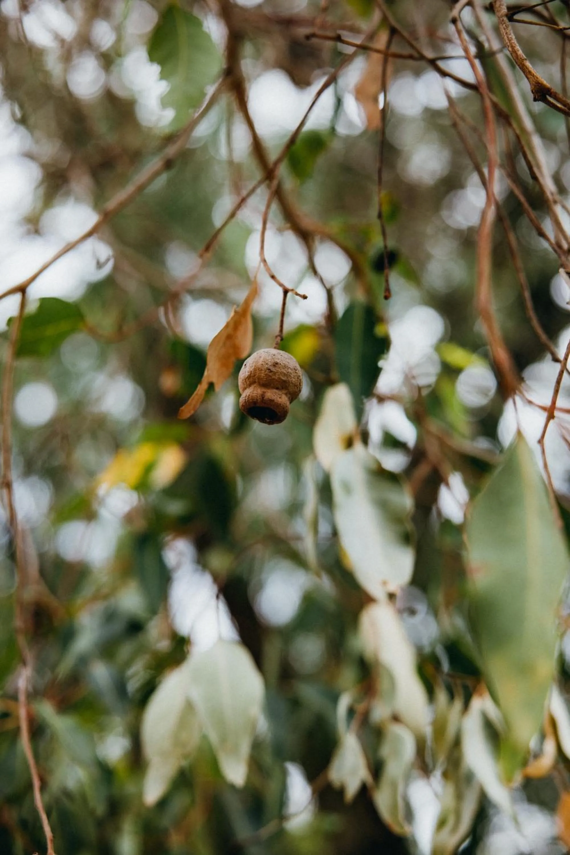 Yallingup Forest Resort