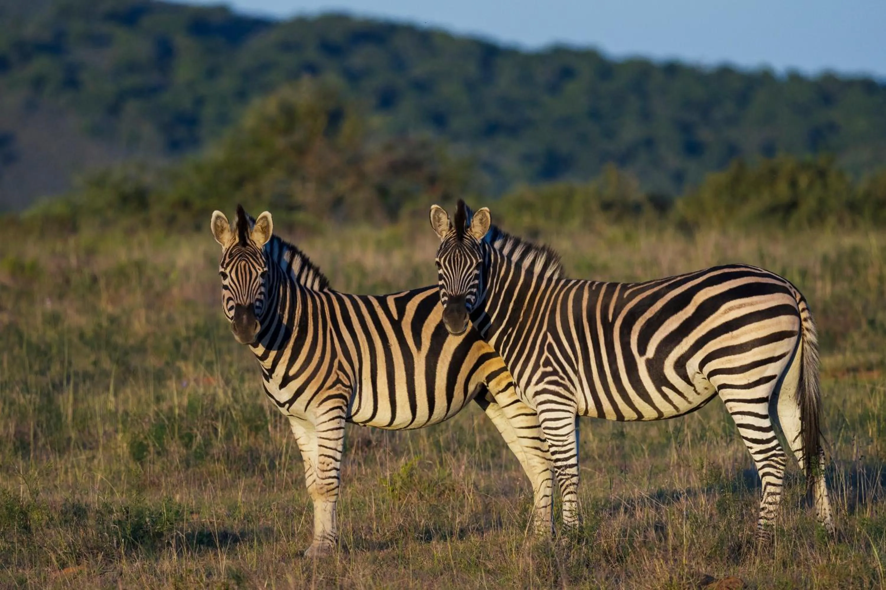 Animals in HillsNek Safari Camp – Amakhala Game Reserve