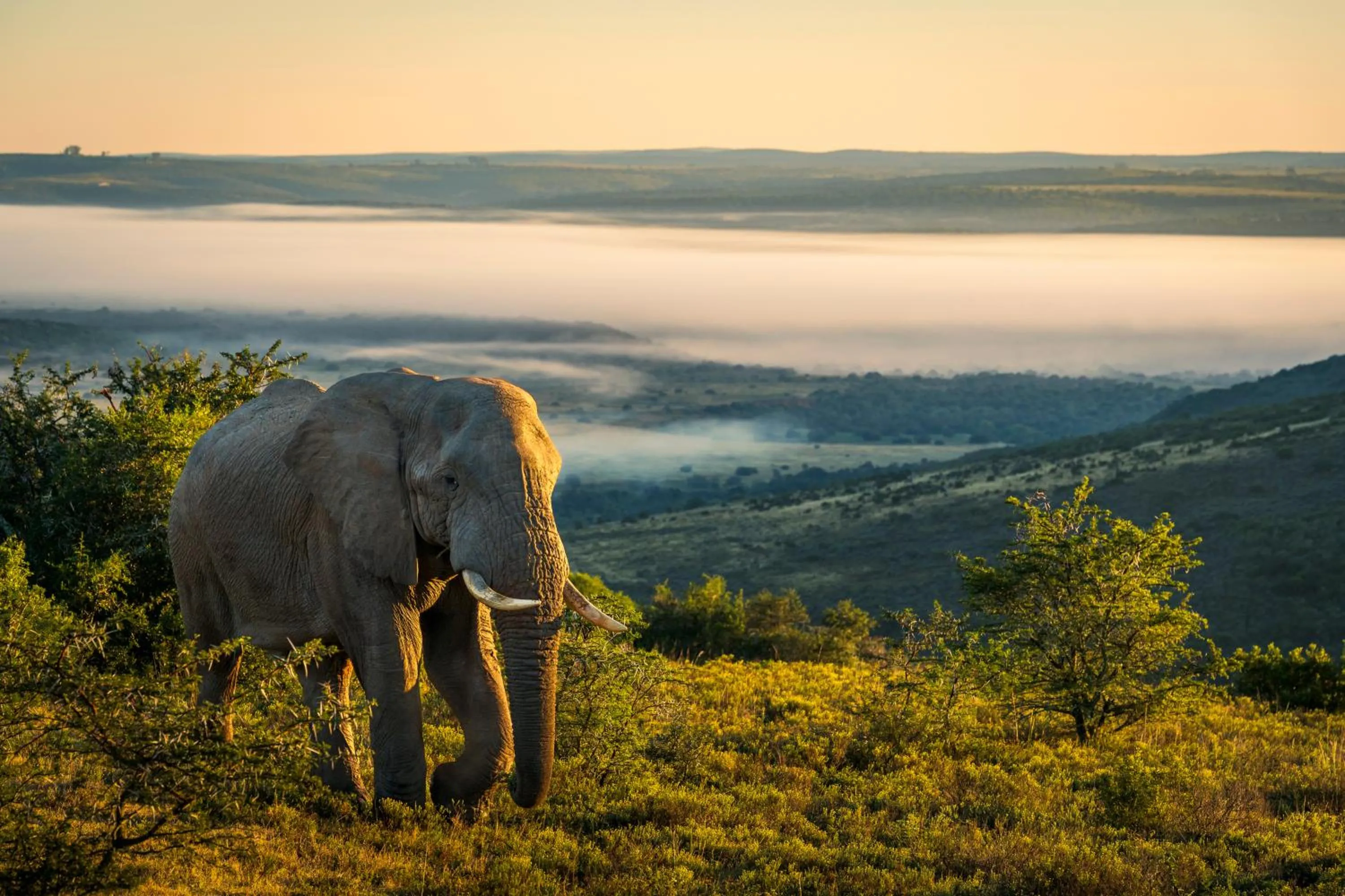Animals in HillsNek Safari Camp – Amakhala Game Reserve