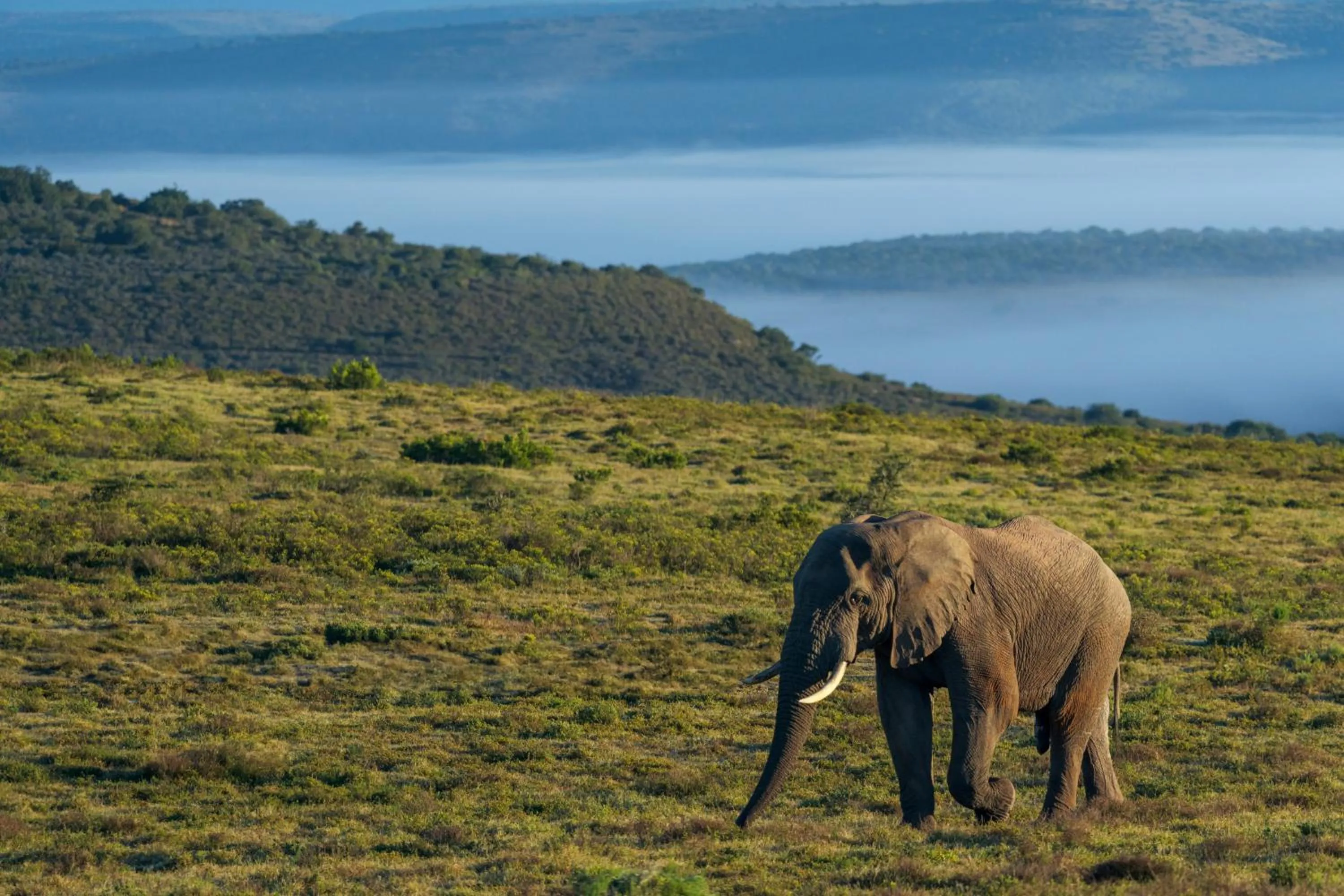 Day in HillsNek Safari Camp – Amakhala Game Reserve