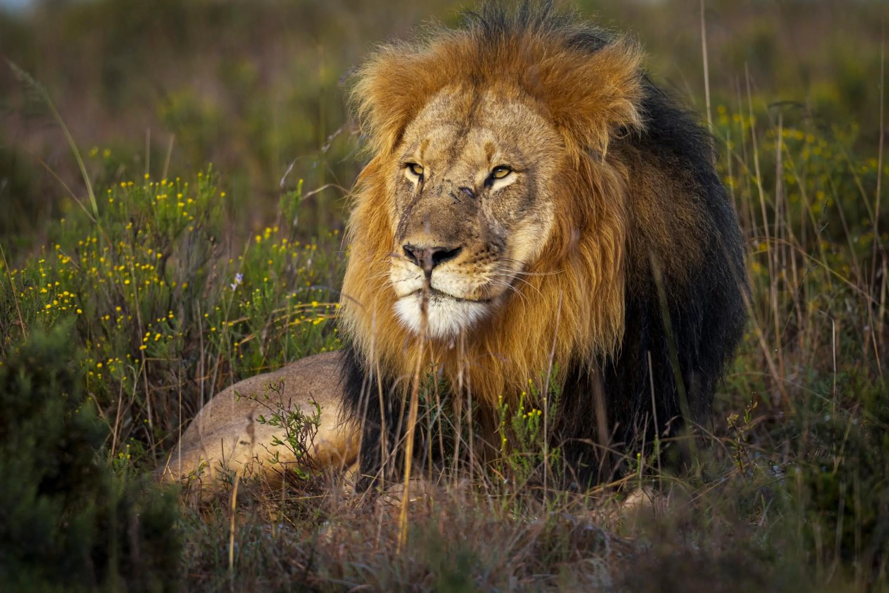 Animals in HillsNek Safari Camp – Amakhala Game Reserve