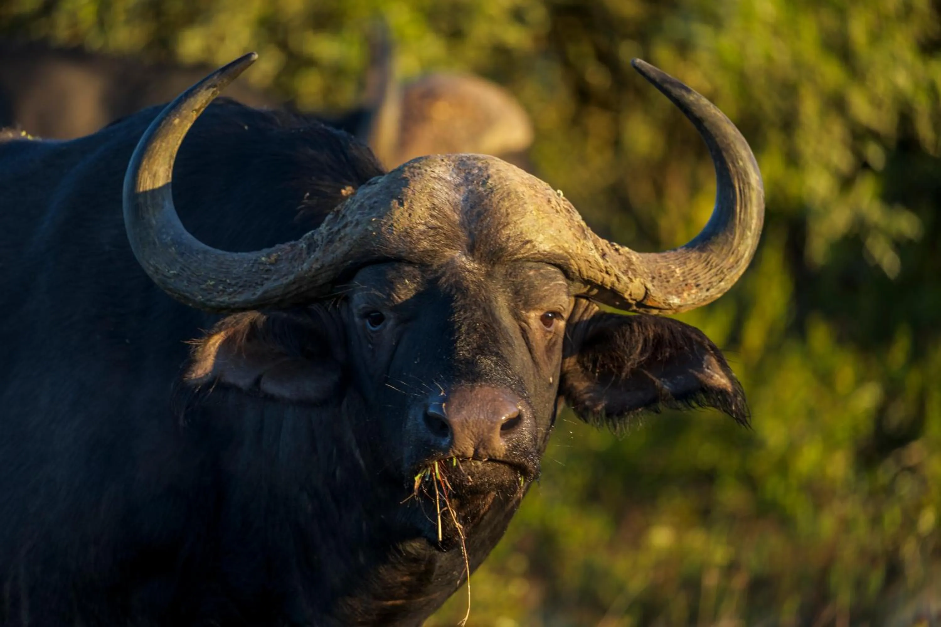 Animals in HillsNek Safari Camp – Amakhala Game Reserve