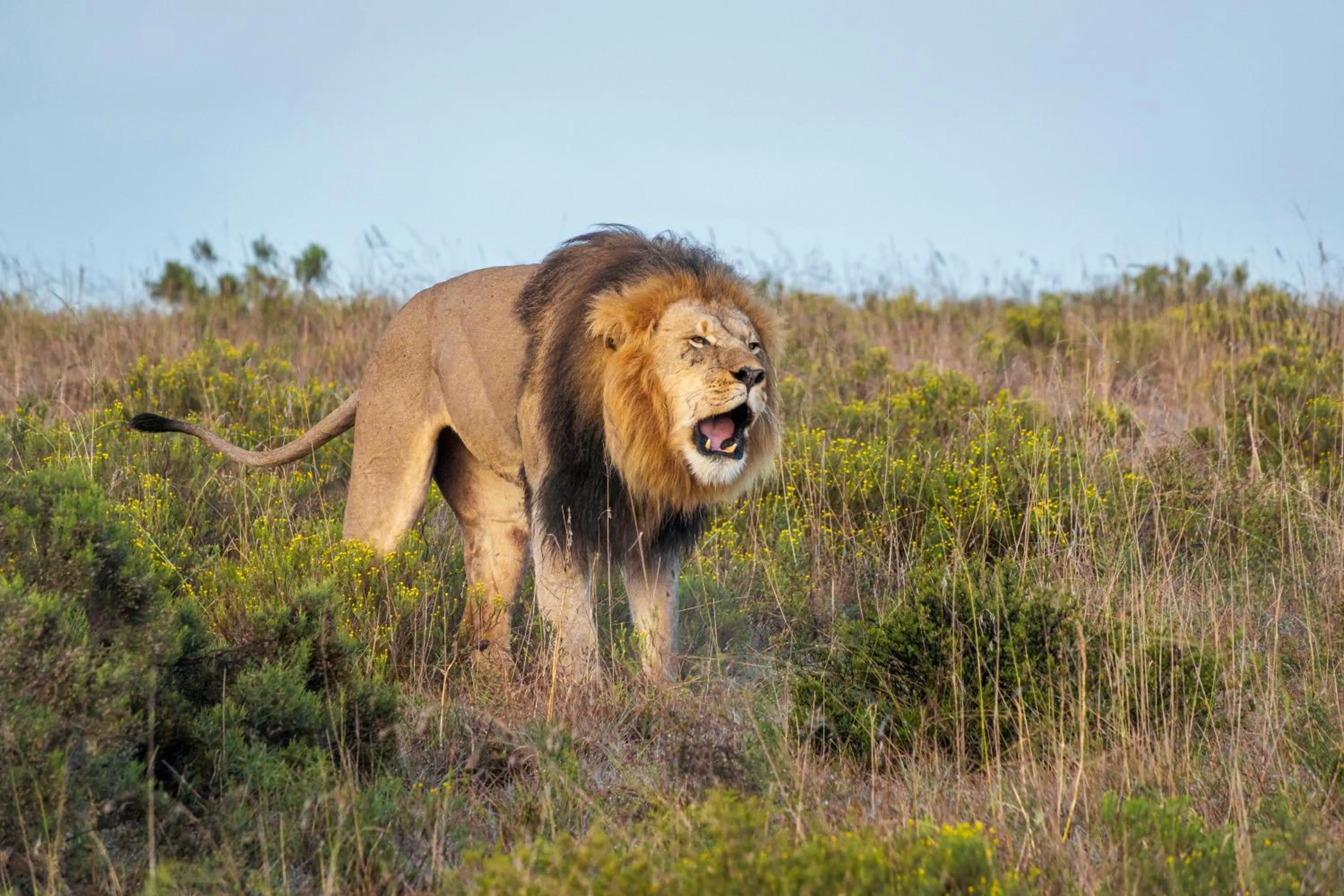 Animals in HillsNek Safari Camp – Amakhala Game Reserve