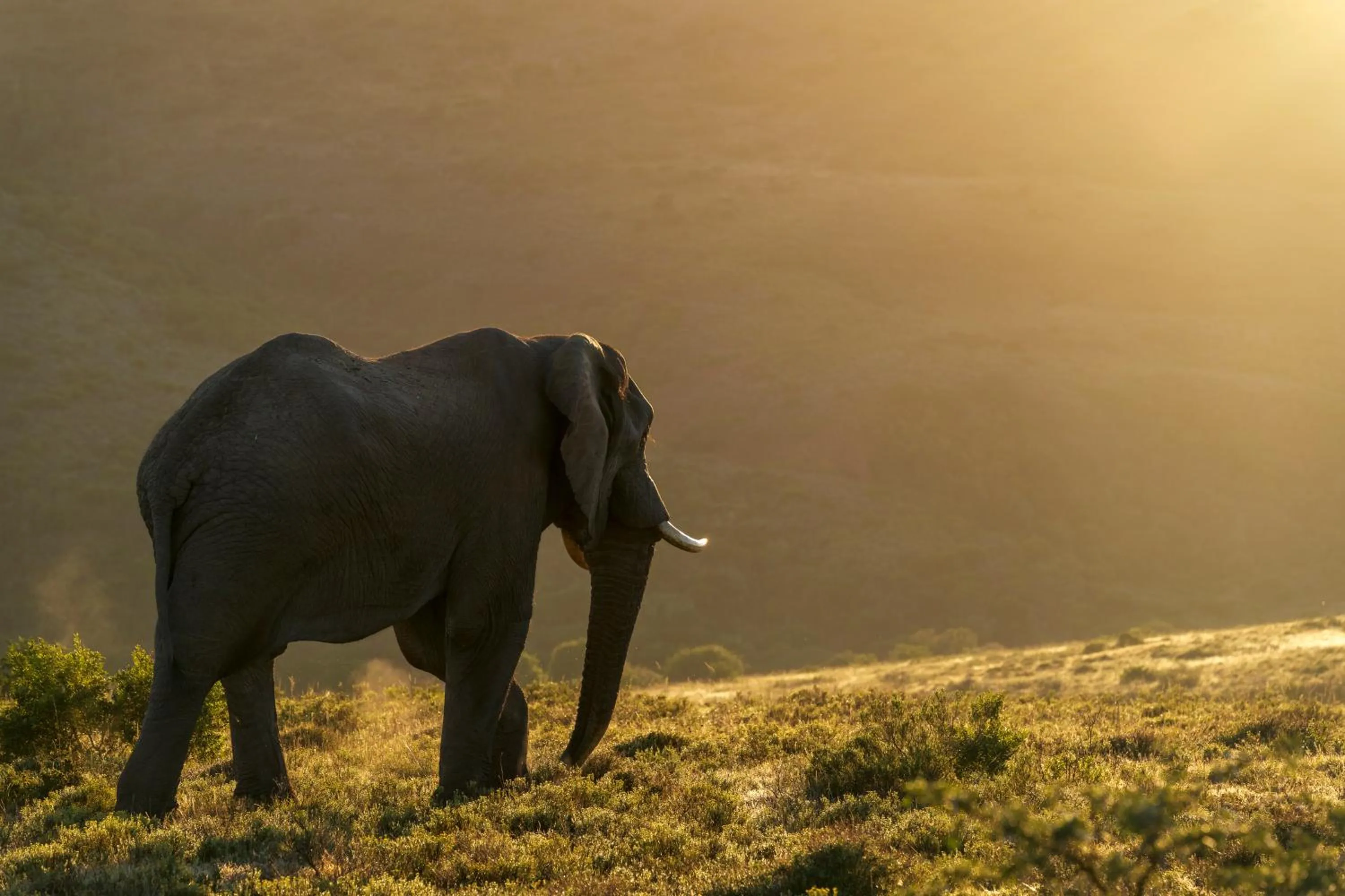 Animals in HillsNek Safari Camp – Amakhala Game Reserve