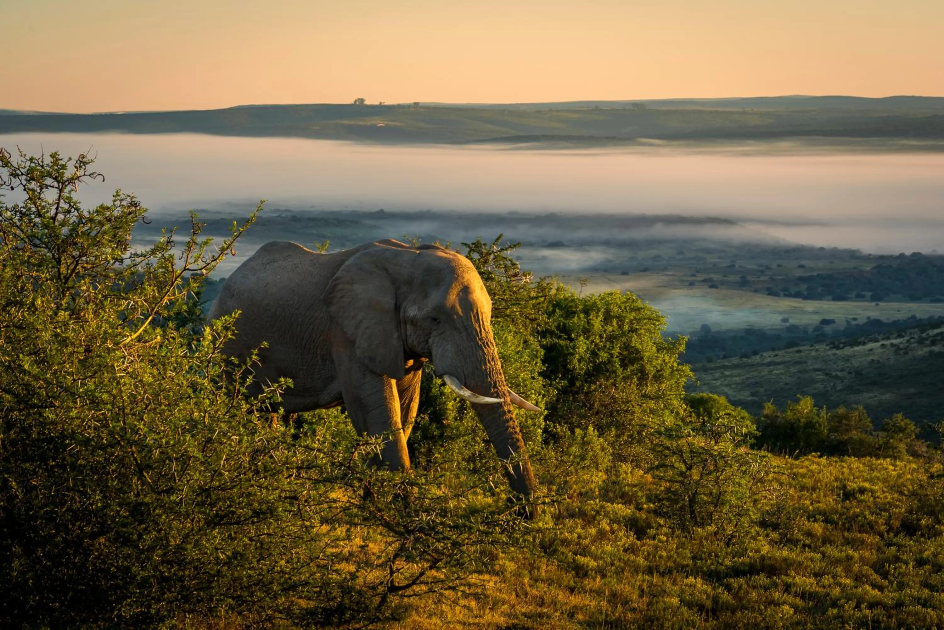 Animals in HillsNek Safari Camp – Amakhala Game Reserve