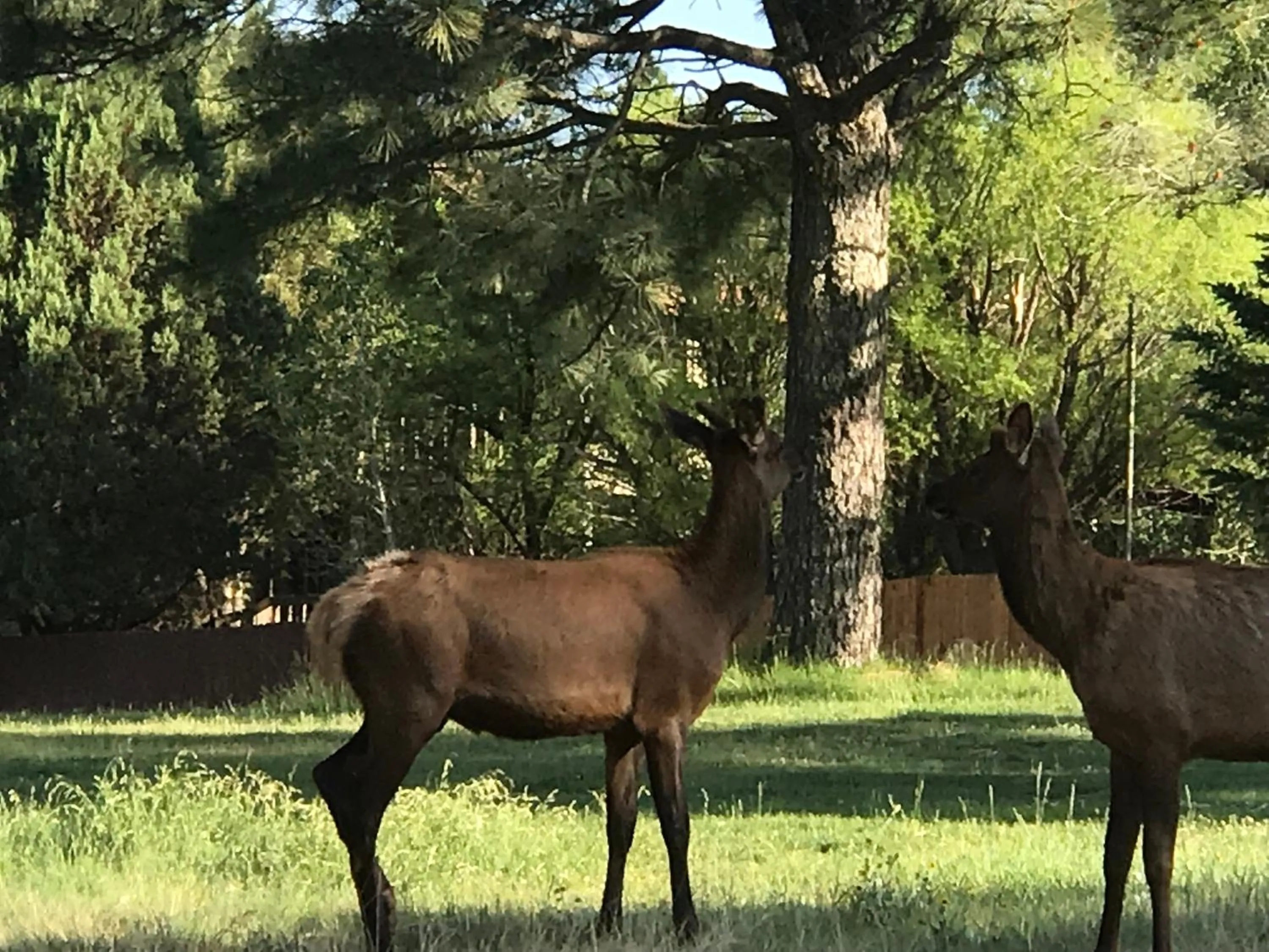 Natural landscape in Gonzales Cozy Little Bear Cabin
