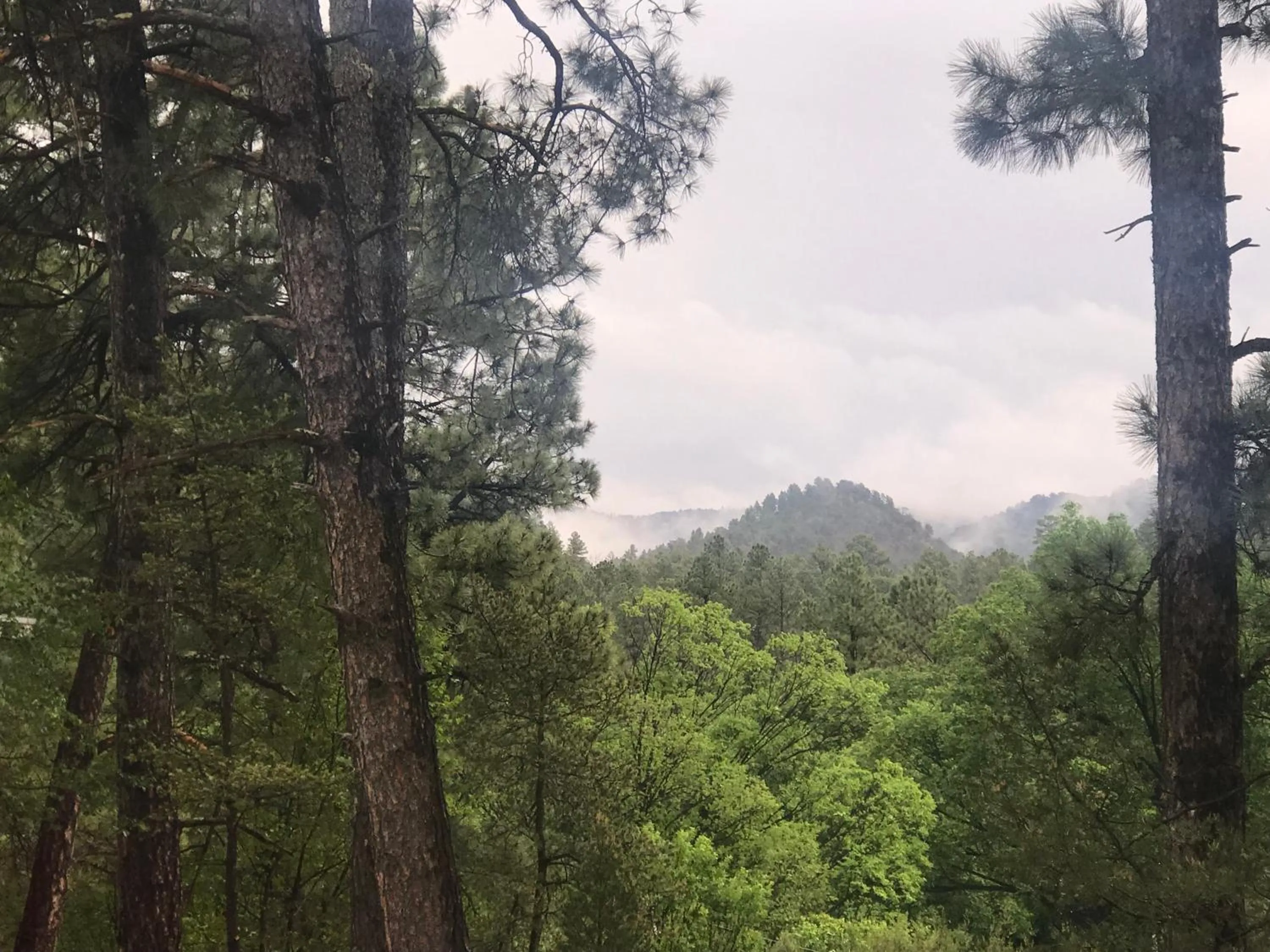 Natural landscape in Gonzales Cozy Little Bear Cabin