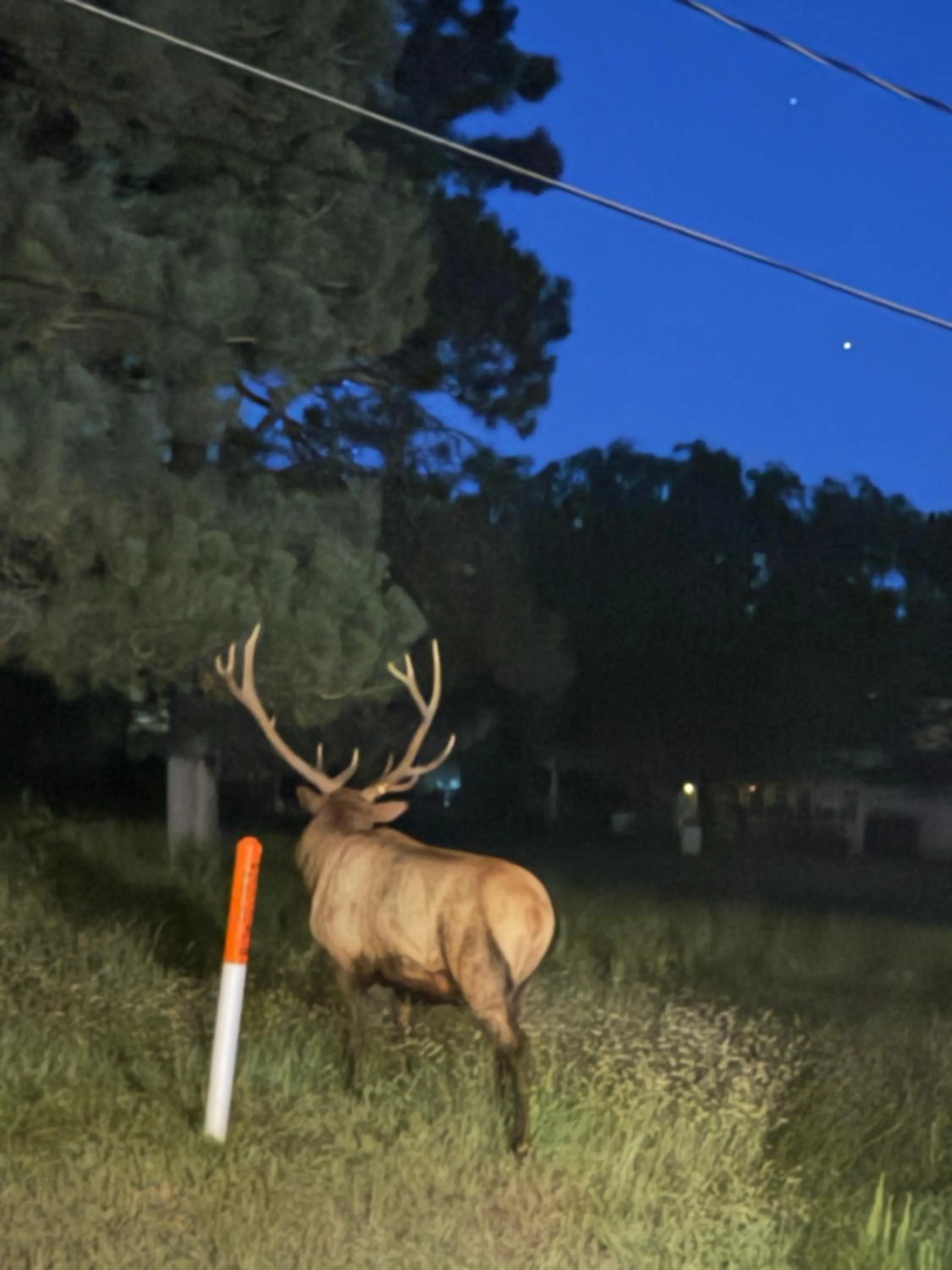 Gonzales Cozy Little Bear Cabin
