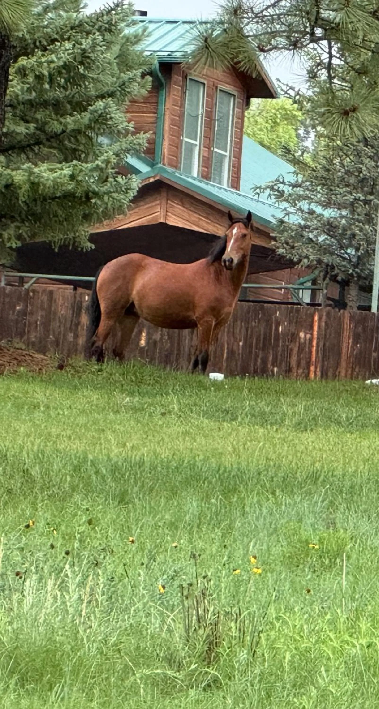Gonzales Cozy Little Bear Cabin