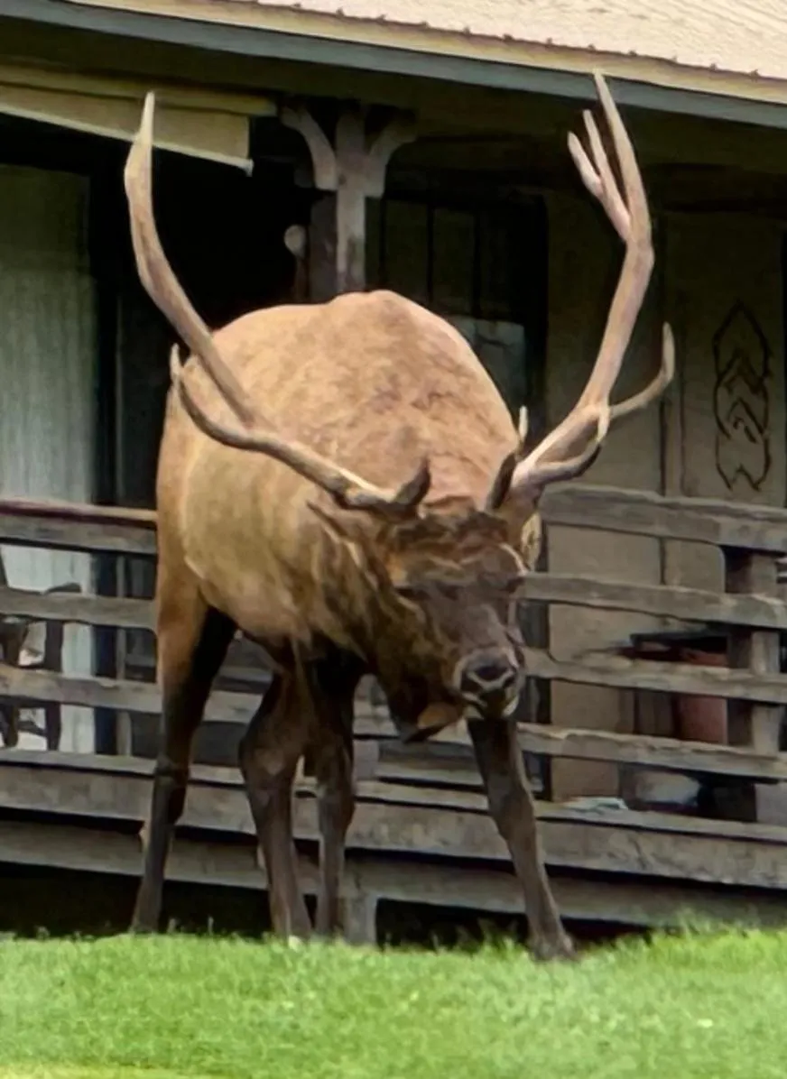 Gonzales Cozy Little Bear Cabin