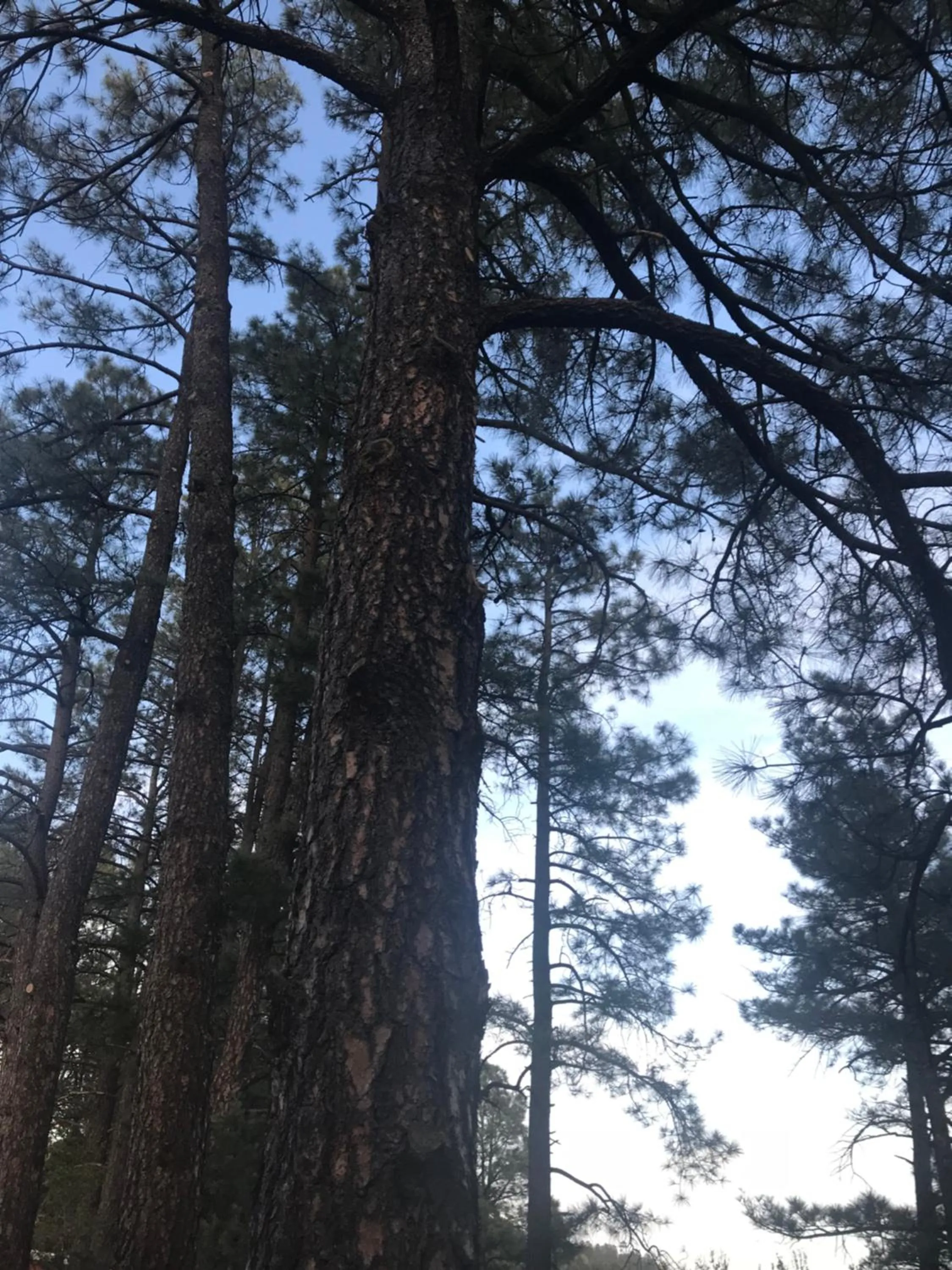 Natural landscape in Gonzales Cozy Little Bear Cabin