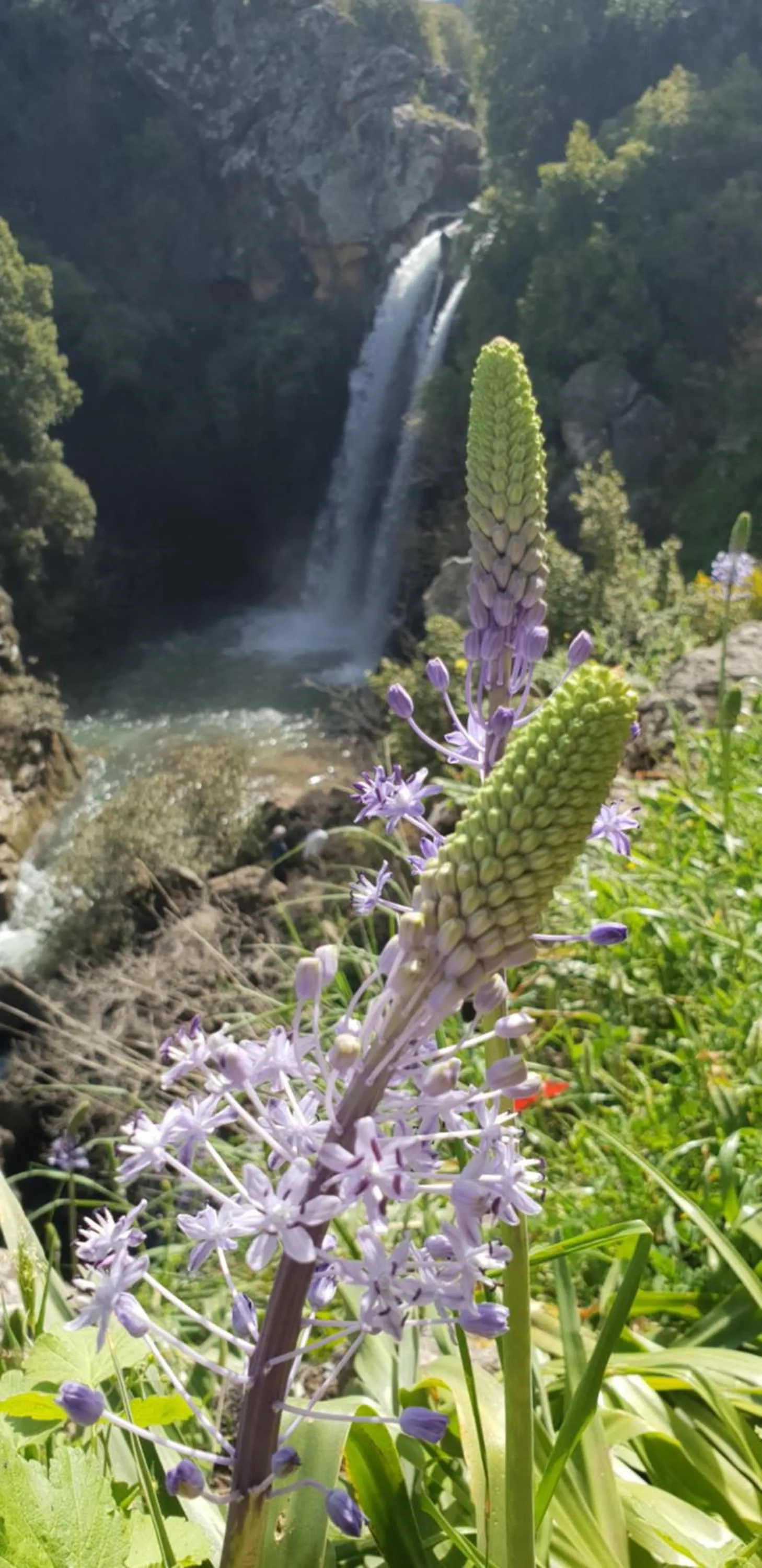 Gate Away B&B Units - המקום באל רום