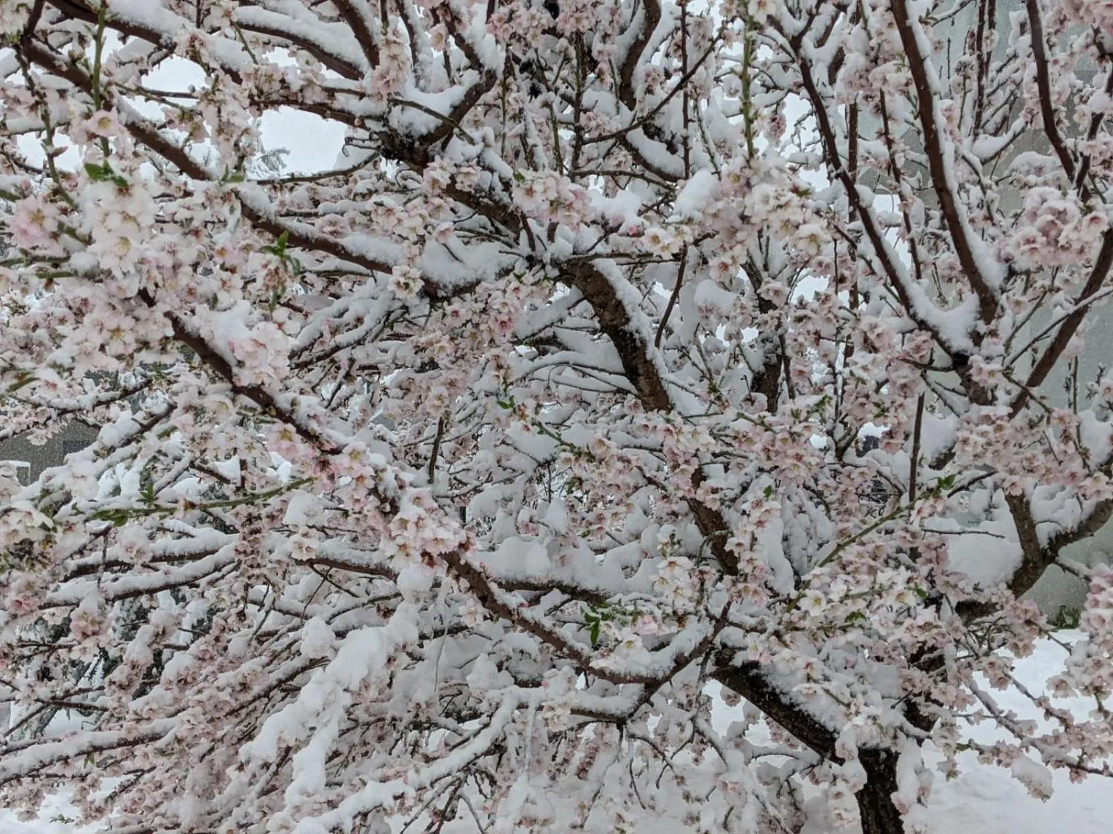 Gate Away B&B Units - המקום באל רום