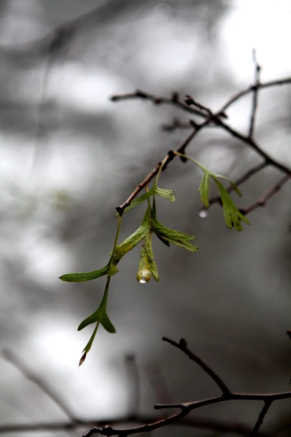 Gate Away B&B Units - המקום באל רום