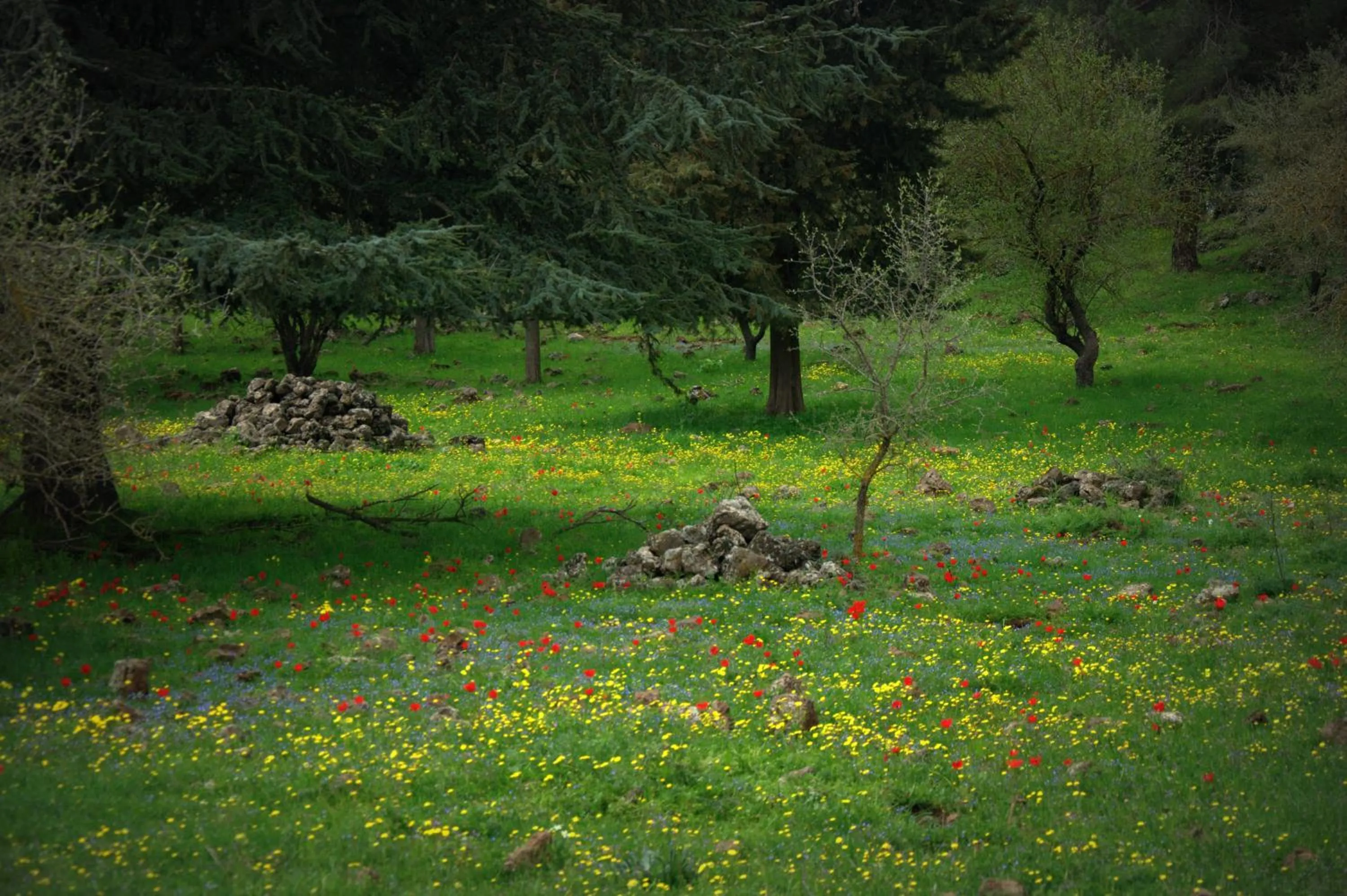 Spring in Gate Away B&B Units - המקום באל רום