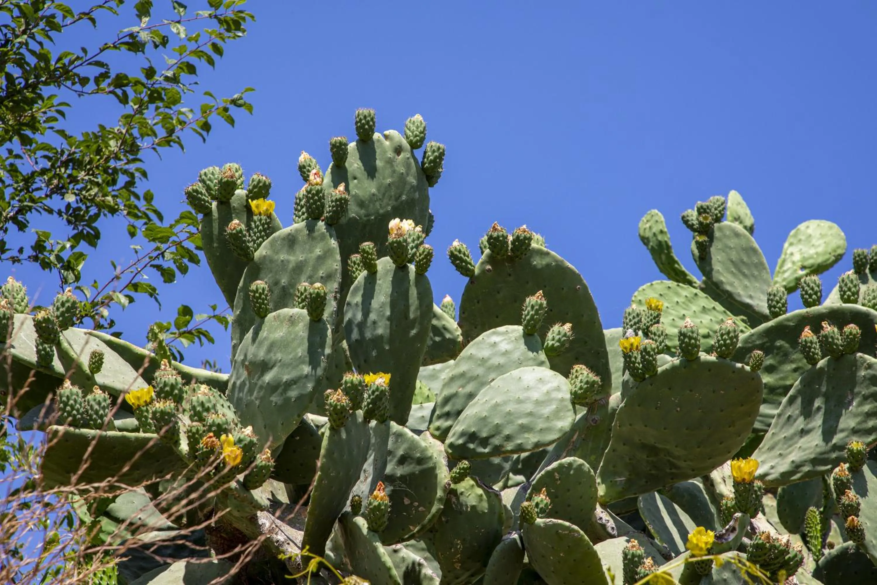 Natural landscape in Goknar Knidos Eco Hotel & Farm